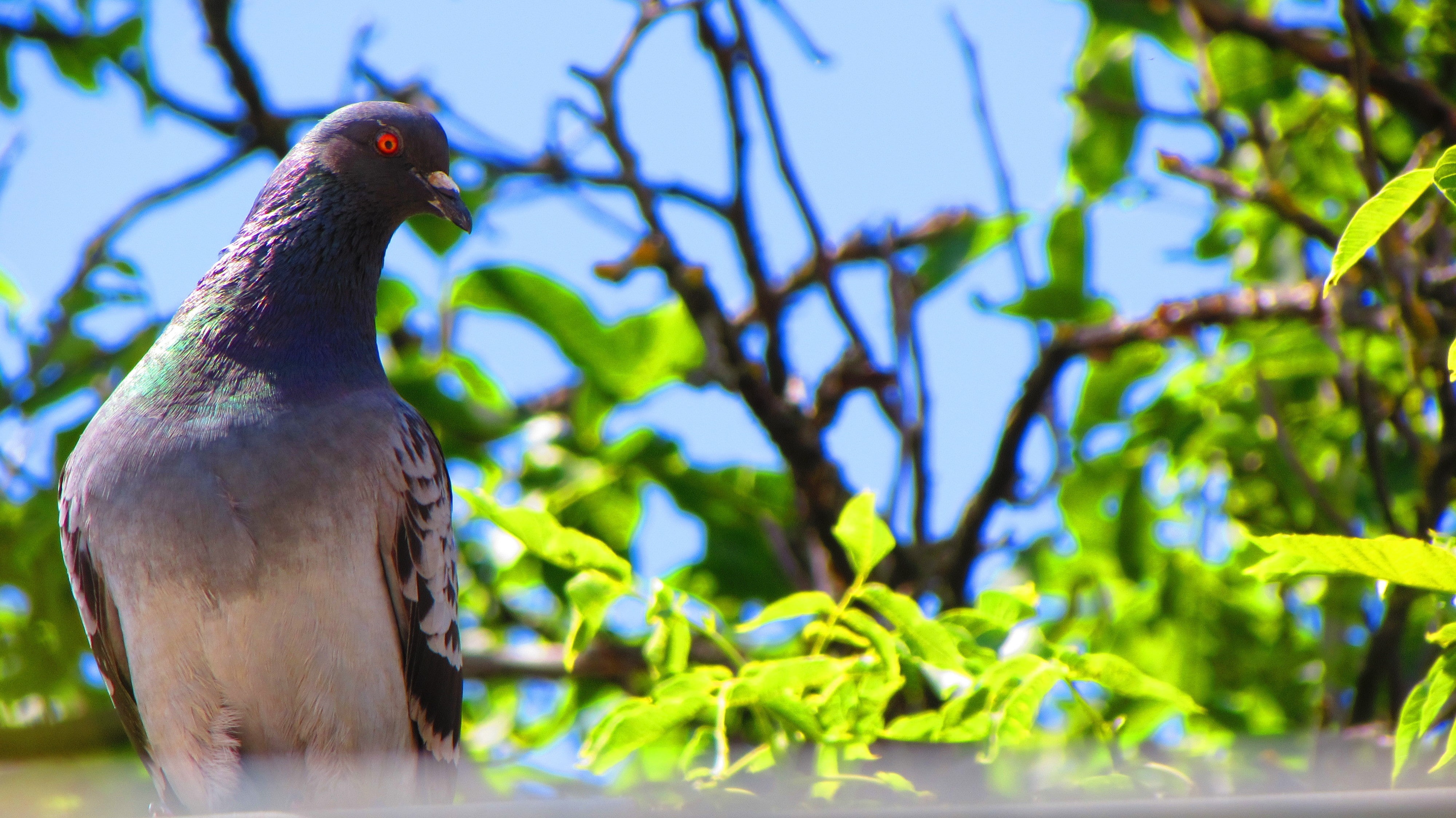 nature, leaf, growth, 4K, pigeons, green color, no people, one animal, plant, vertebrate, close-up, animals in the wild, tree, animal, branch, animal wildlife, HD Wallpaper
