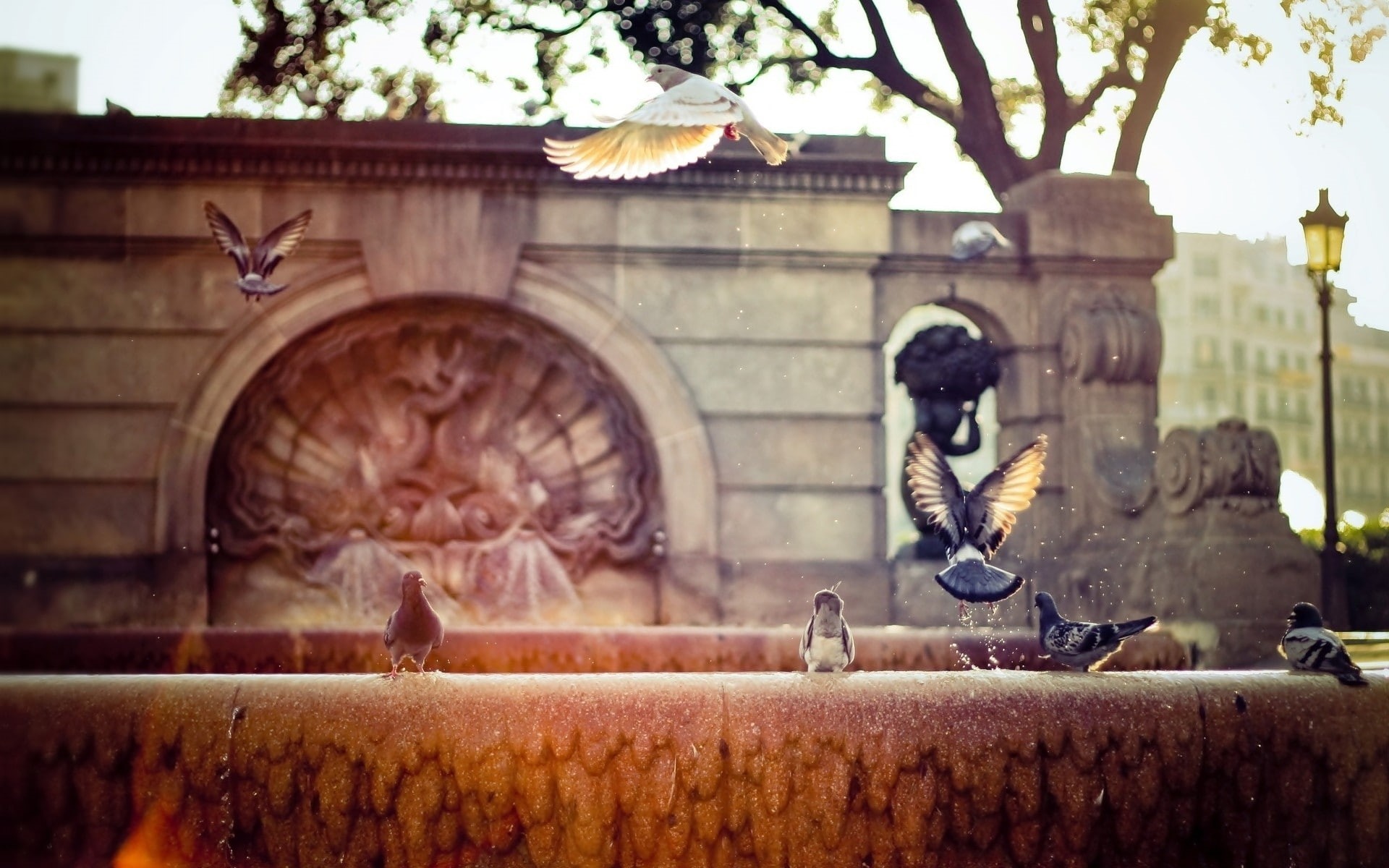 fountain, urban, photography, birds, pigeons, 1080P, HD Wallpaper