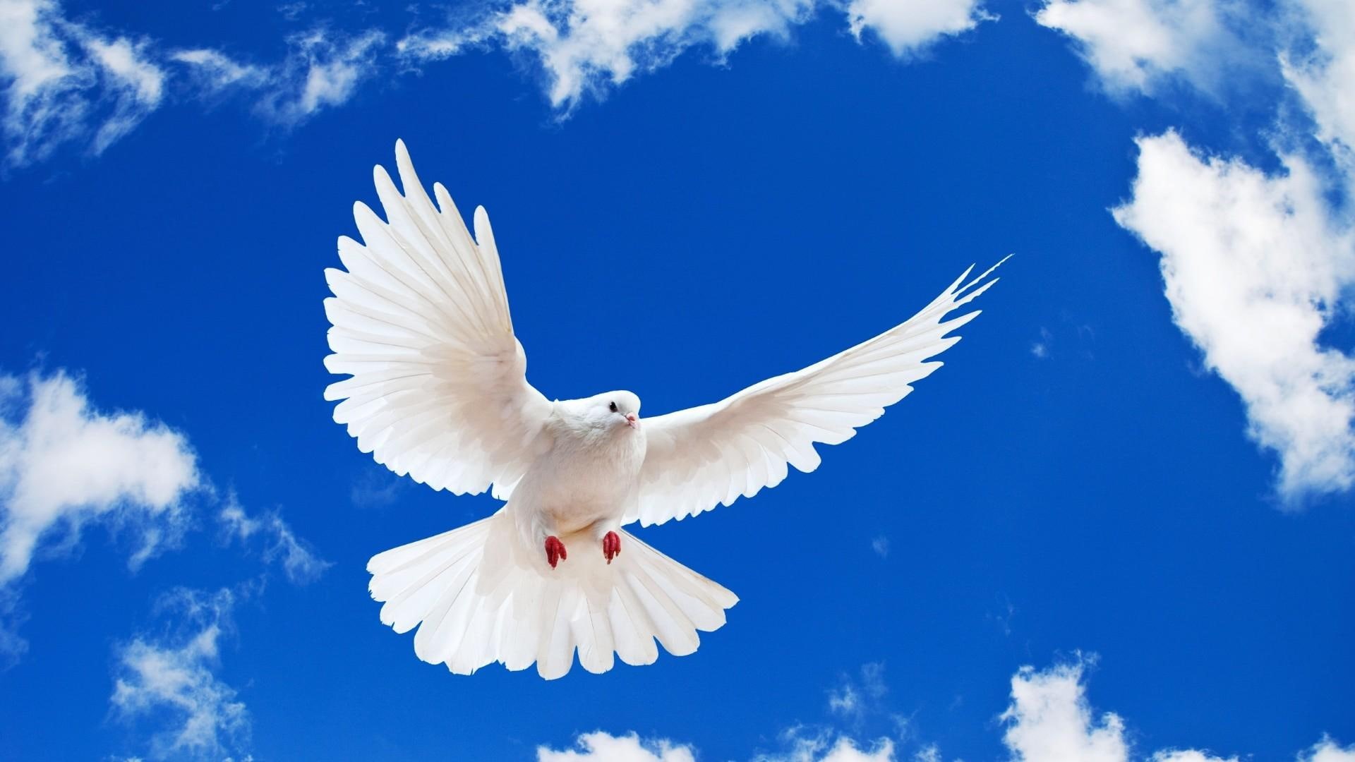 sky, 1080P, animals, dove, flying, bird, HD Wallpaper