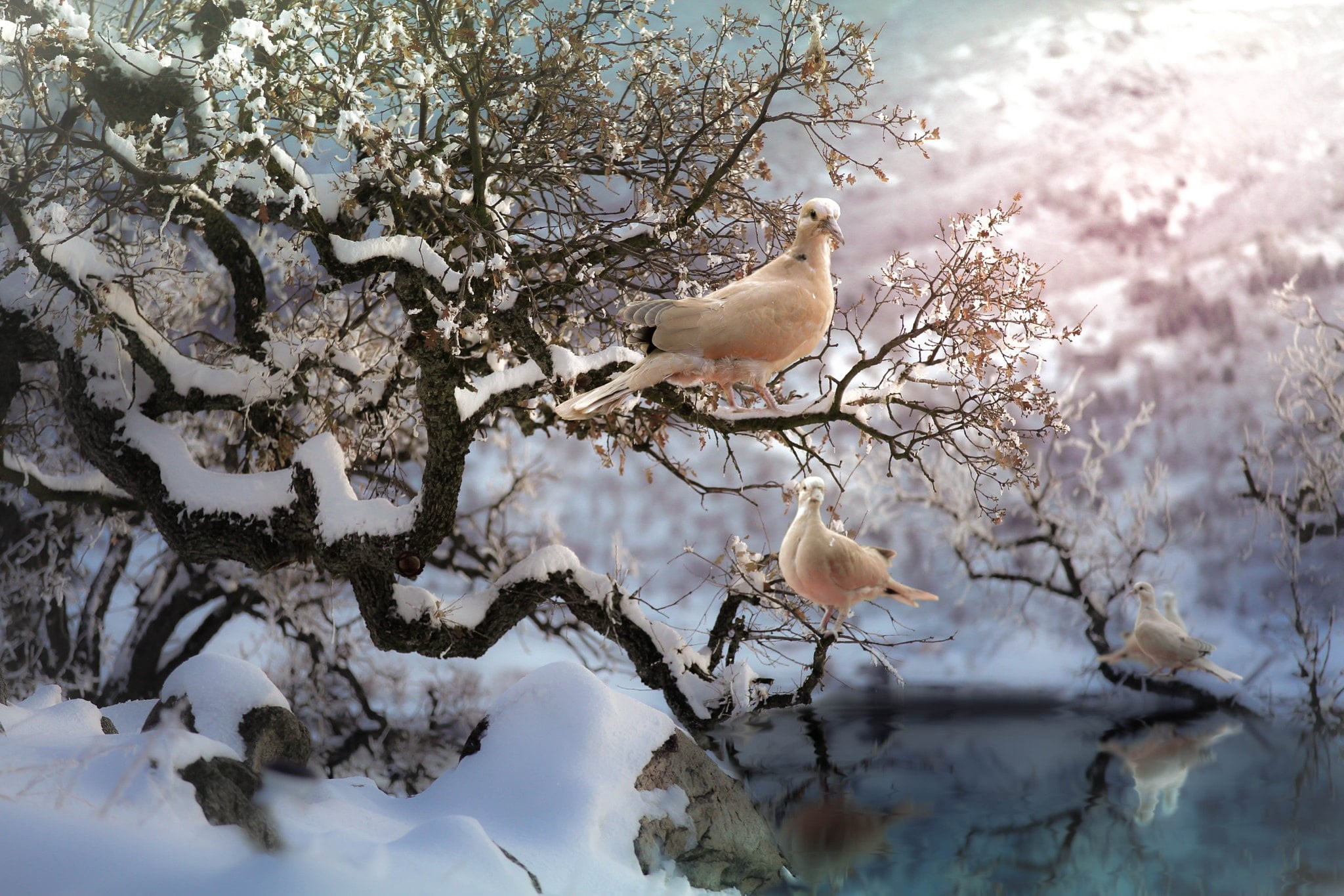 animal wildlife, animal, group of animals, nature, 1080P, dove, cold temperature, tree, white color, growth, birds, day, beauty in nature, winter, vertebrate, HD Wallpaper