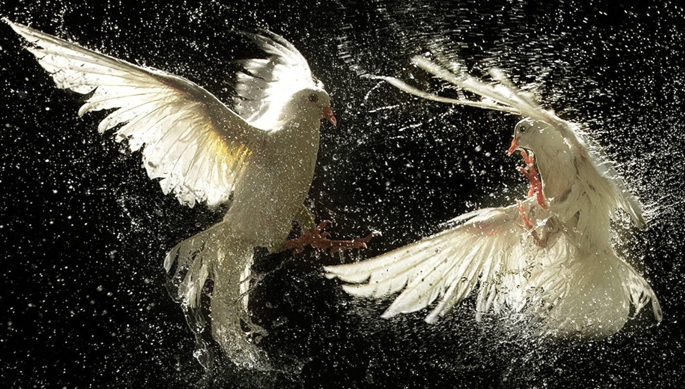 animal wildlife, white color, 720P, one person, dancing, real people, splashing, black background, nature, motion, dove, full length, arms raised, hair, HD Wallpaper