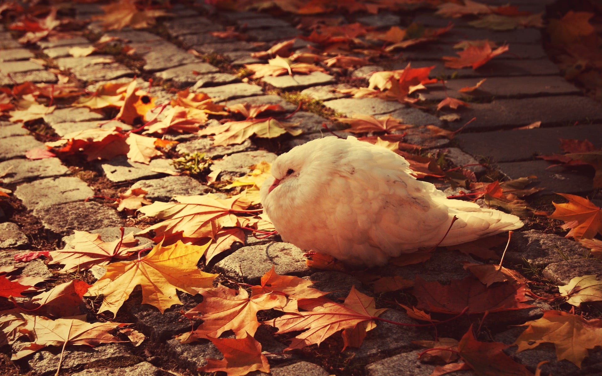nature, one animal, dove, cobblestone, no people, animals, white, beauty in nature, leaves, animal wildlife, vertebrate, natural condition, outdoors, autumn, HD Wallpaper