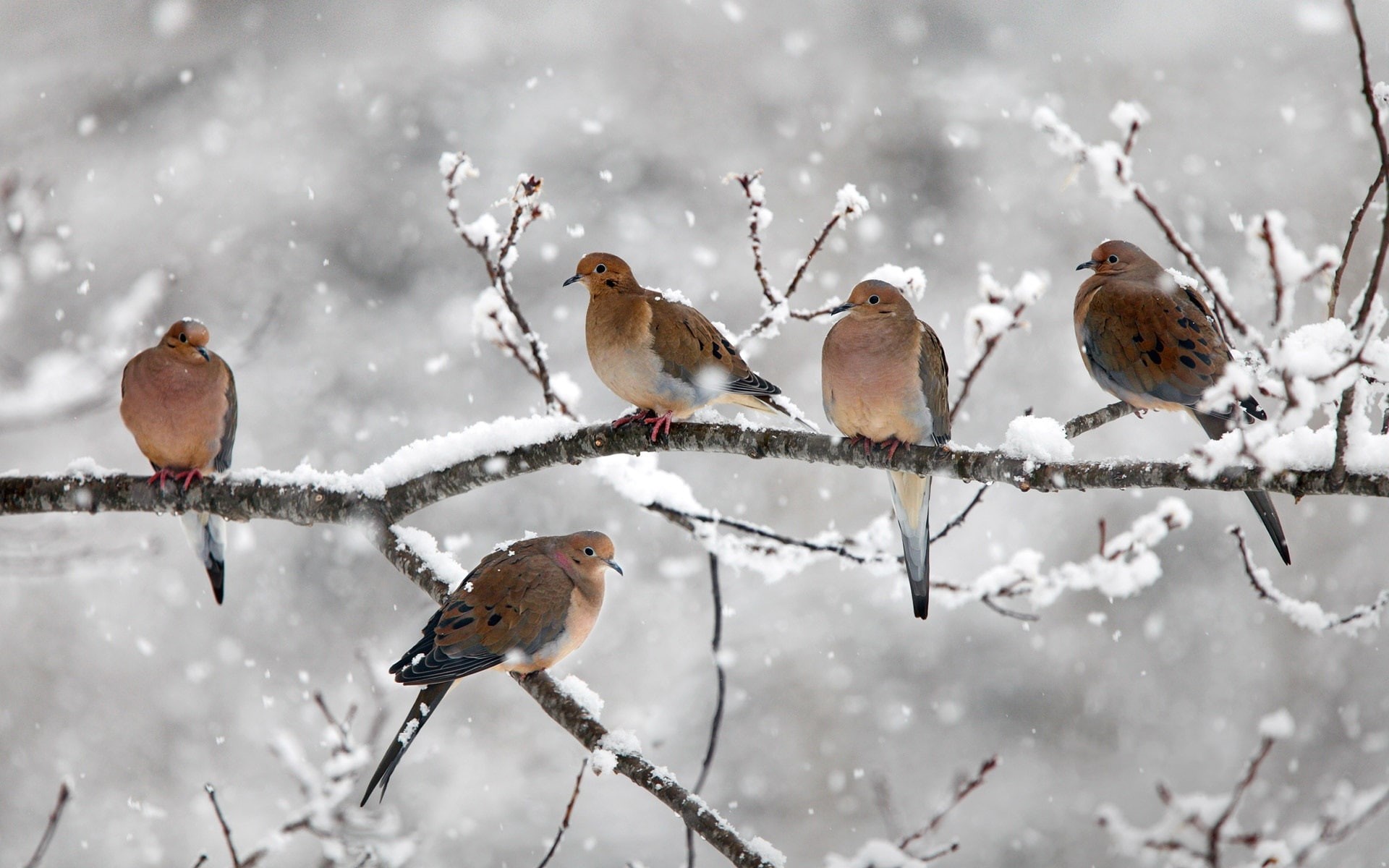 Canada, Birds, Scotia, Snow, Nova, 1080P, Mourning, quail, Winter, Twigs, flocks, Five, Doves, HD Wallpaper