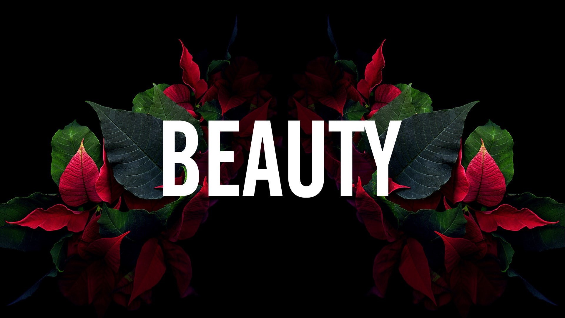 studio shot, plant, no people, 1080P, flower head, black background, indoors, sign, capital letter, close-up, night, flowering plant, flower, text, message, HD Wallpaper