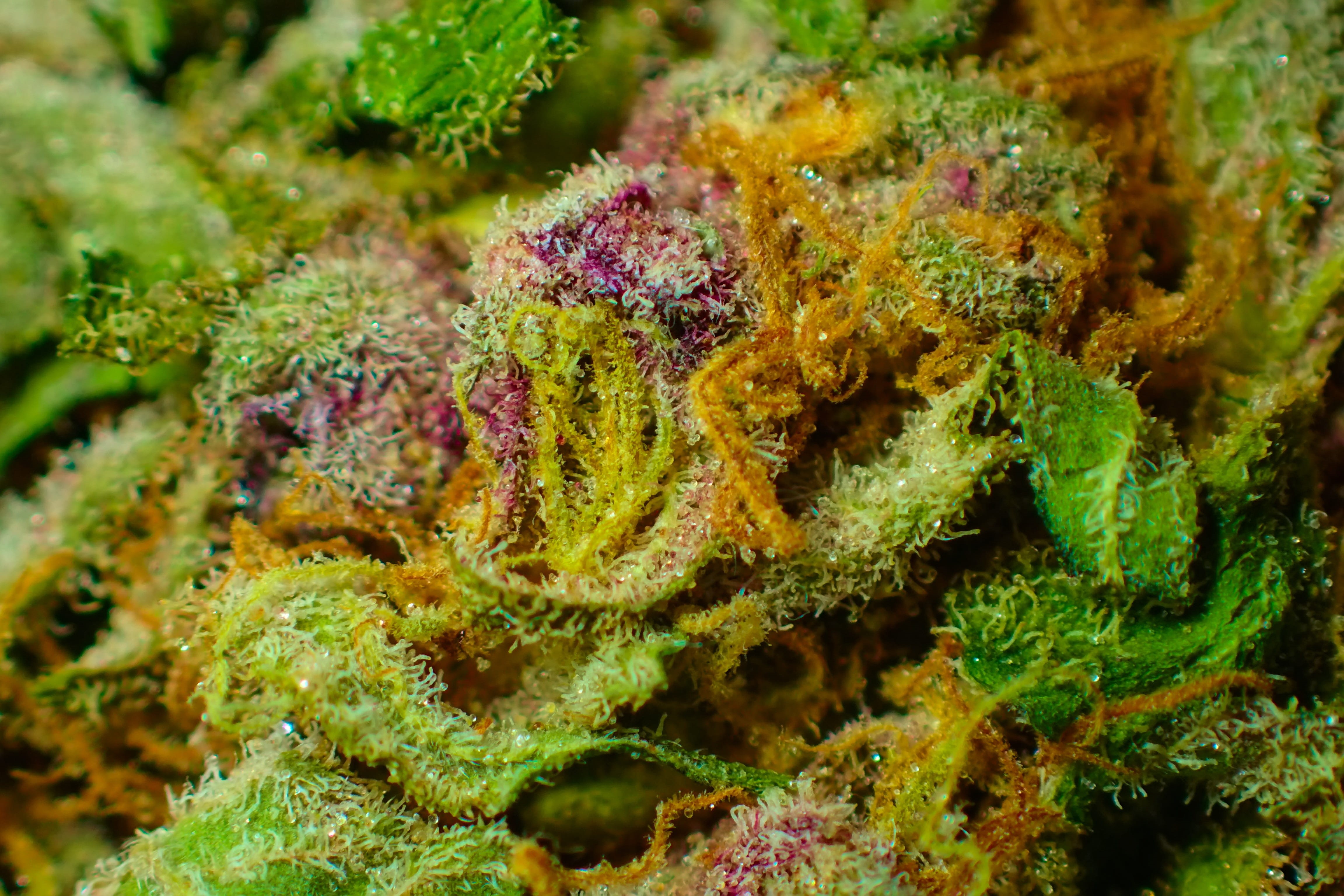 close-up, herbal, green, invertebrate, marine, 420, drug, undersea, animal wildlife, water, organic, leaf, 4K, underwater, plant, coral, weed, sea life, HD Wallpaper