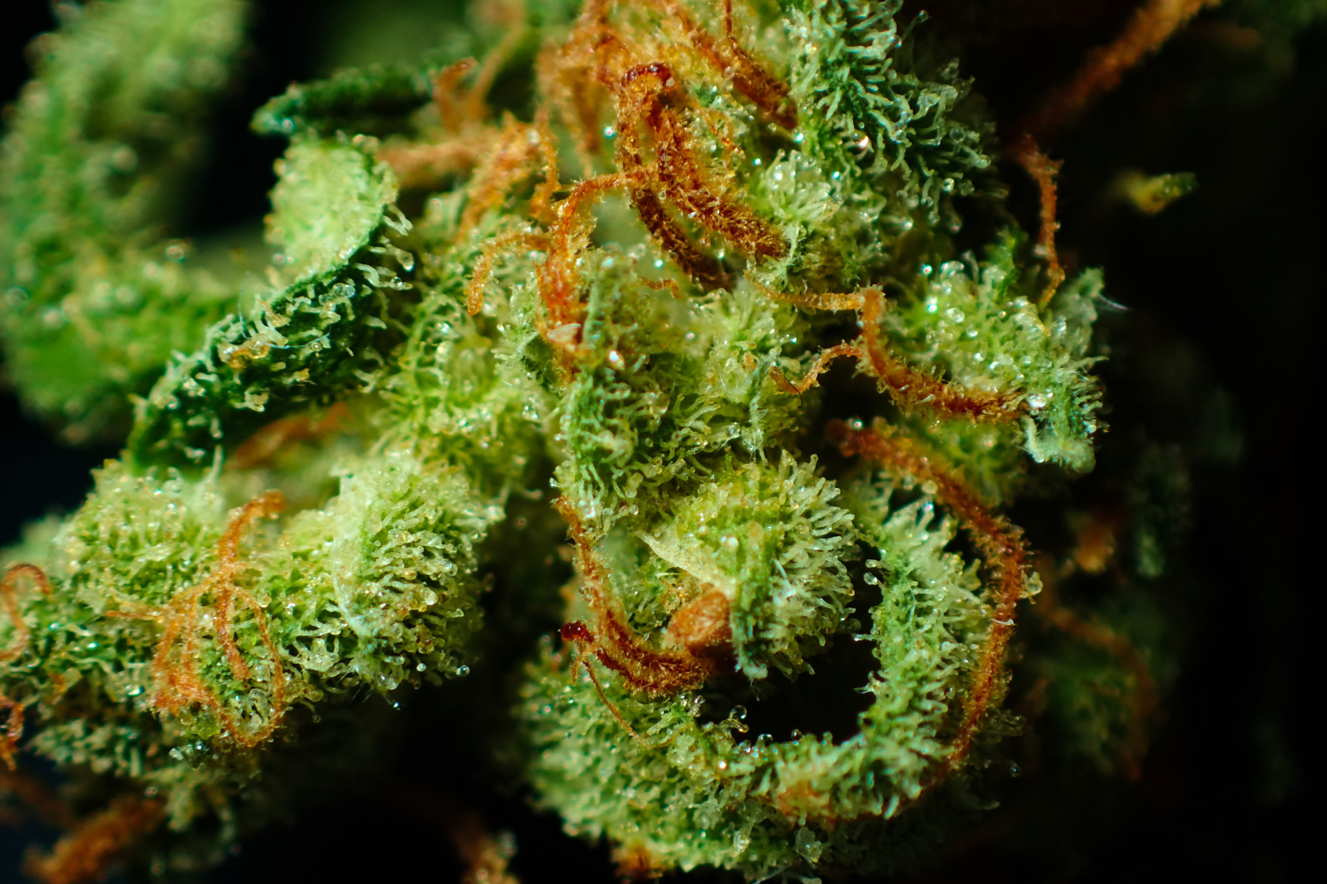legalize, invertebrate, macro, water, green, marine, dope, plant, flower, weed, joint, underwater, sativa, hemp, reef, leaf, organic, cannabis, close-up, HD Wallpaper