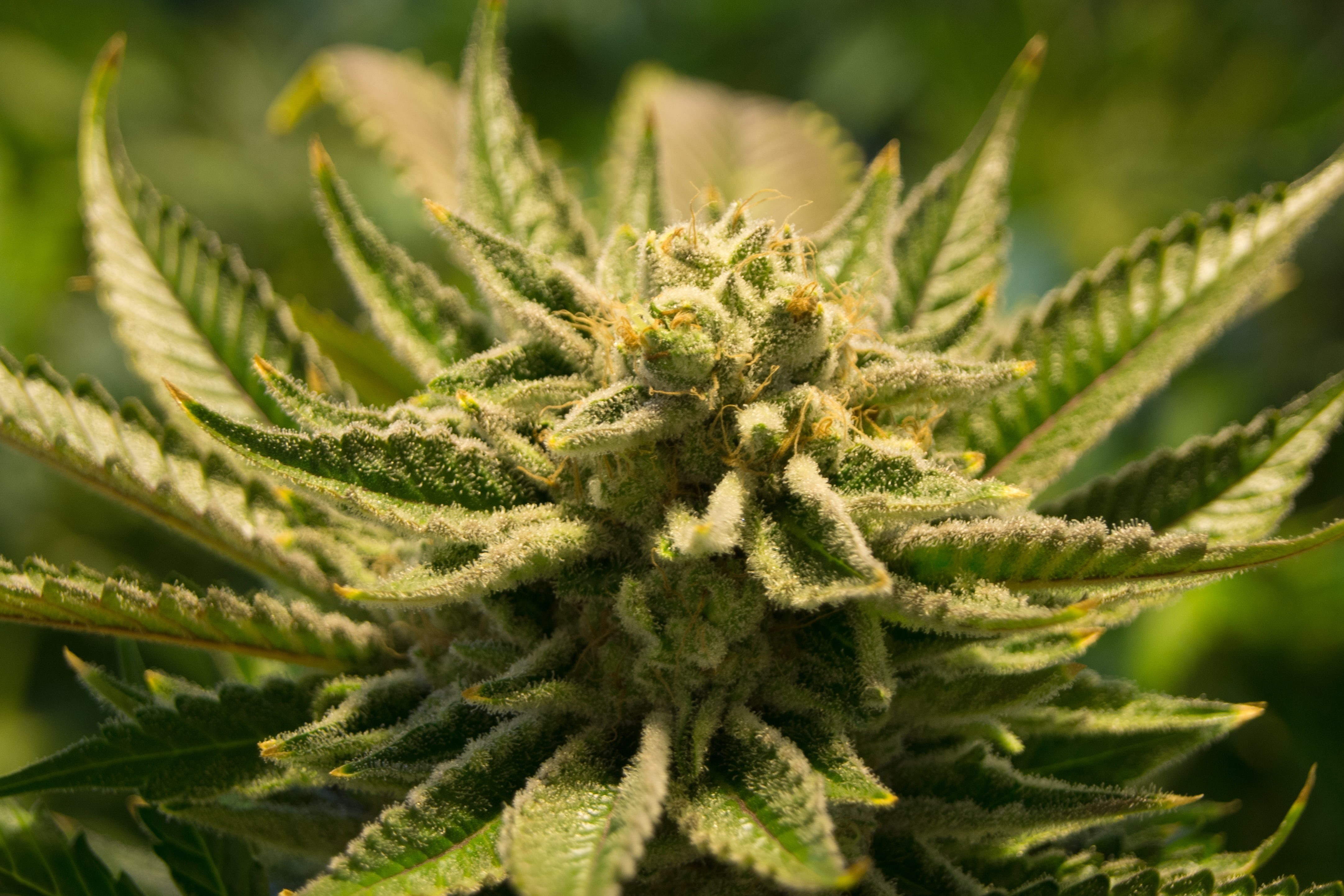 close-up, marihuana, photo, high, hemp, beauty in nature, sativa, growth, weed, coniferous tree, natural, marijuana, cannabis plant, plant, herbal medicine, HD Wallpaper