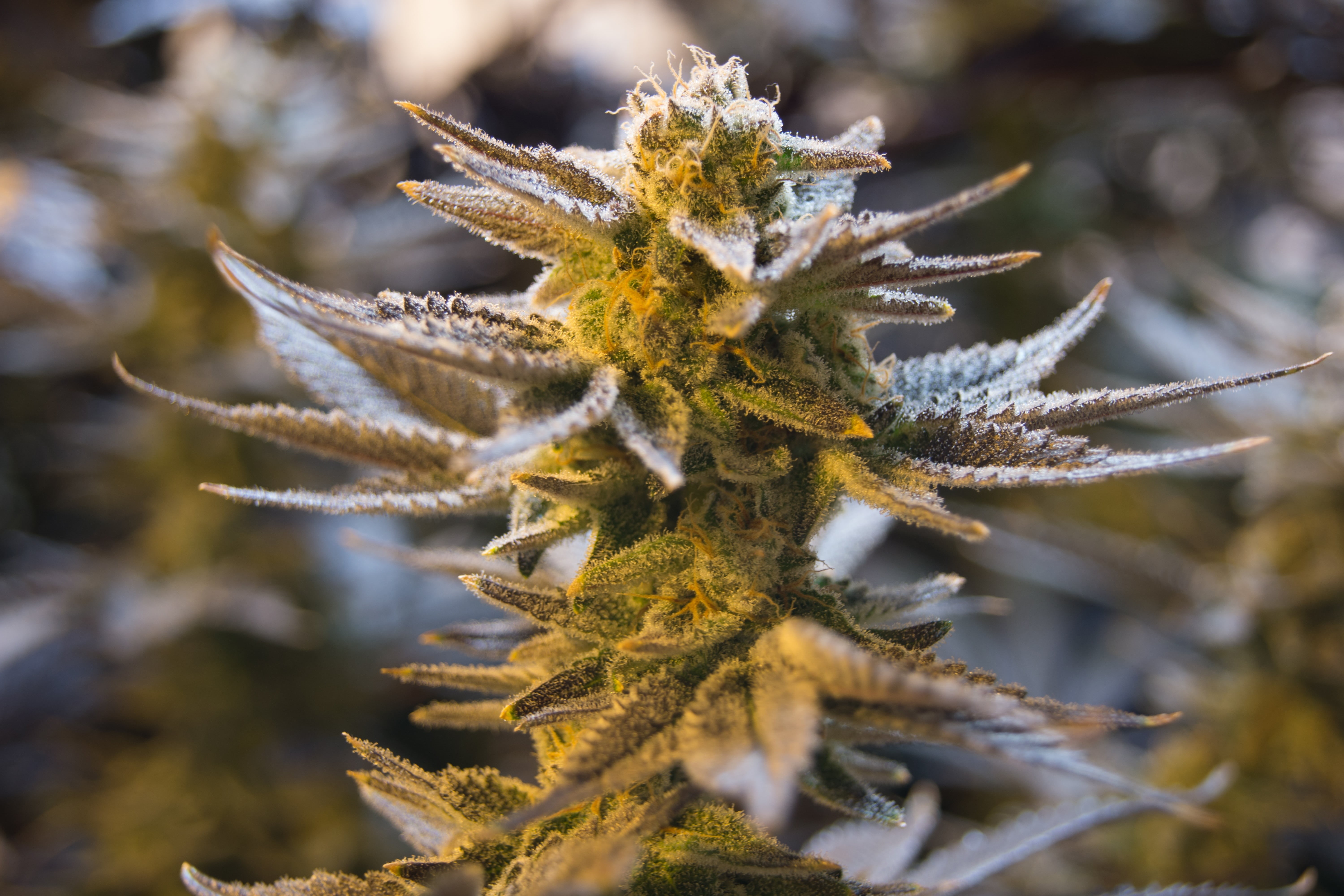 coniferous tree, cannabis, green color, christmas, green, hemp, sativa, dope, cold temperature, close, photo, aeroponics, tree, indica, leafed, 5K, joint, HD Wallpaper
