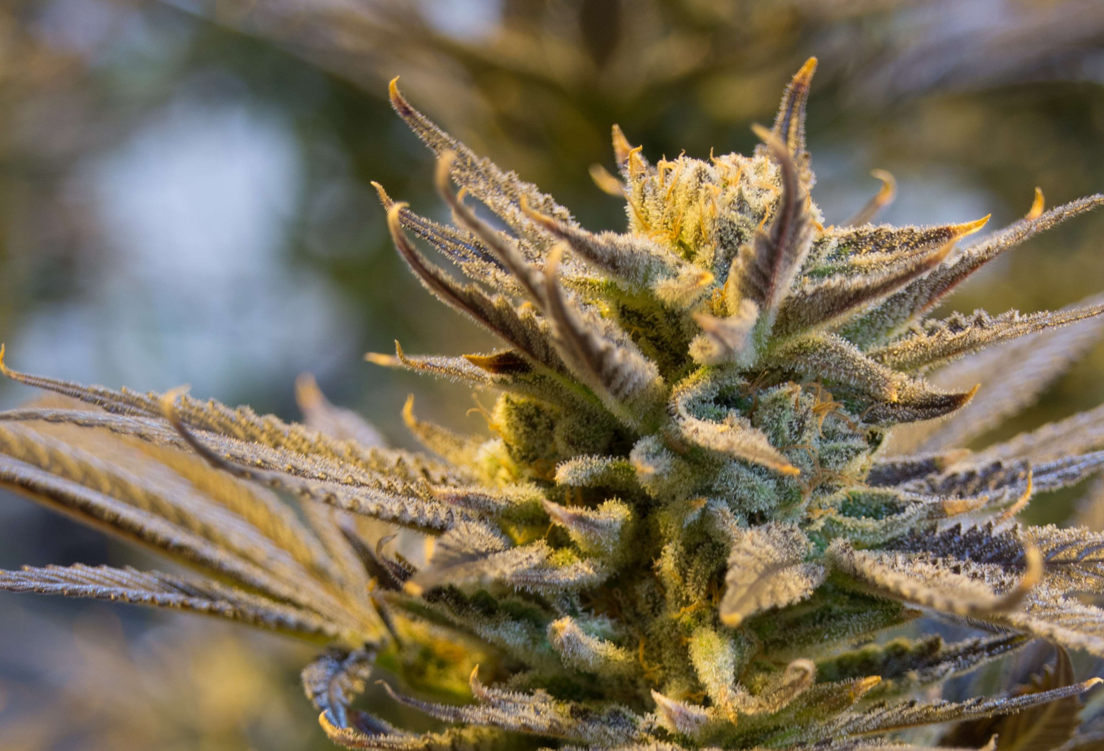 selective focus, narcotic, indoor, cold temperature, natural, sat, medical, frost, focus on foreground, medicine, outdoors, cannabis, sepal, herb, high, HD Wallpaper