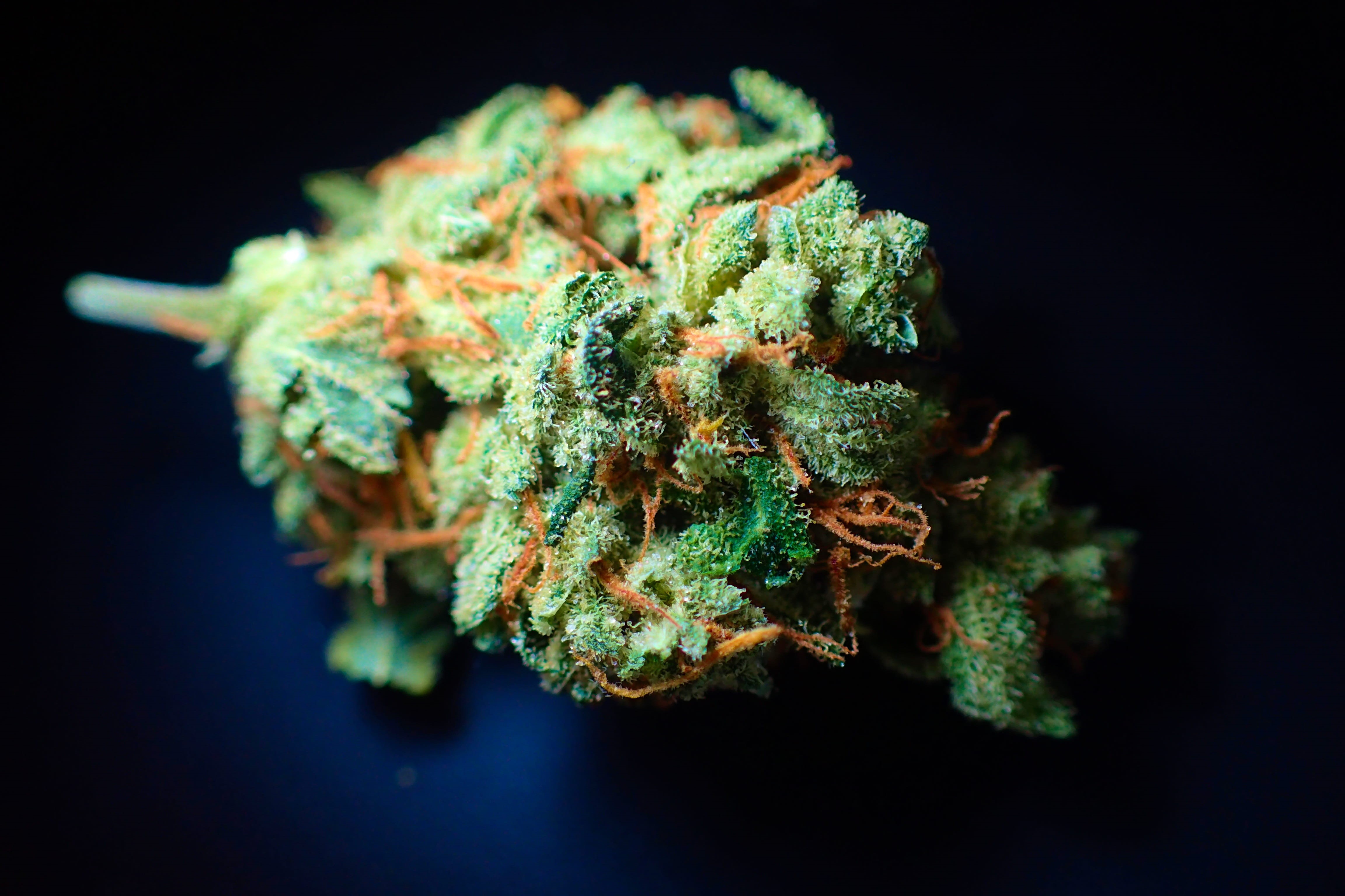 medicine, herb, grinder, hydro, food and drink, marijuana, close-up, recreational drug, marine, studio shot, herbal medicine, drug, 4K, herbal, medical cannabis, HD Wallpaper