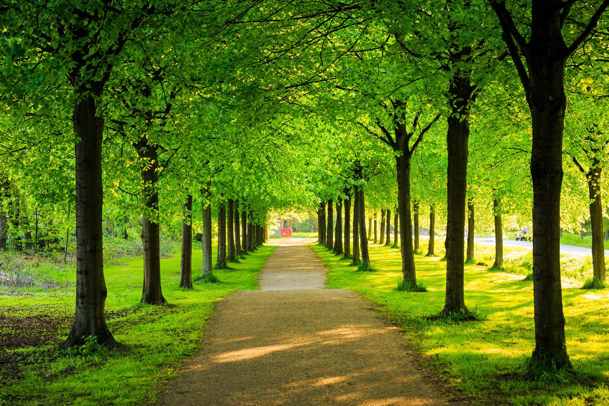 outdoors, footpath, Alley, Landscape, leaf, park, 1080P, forest, autumn, Braunschweig, green, nature, park - Man Made Space, green Color, Canon, tree, HD Wallpaper
