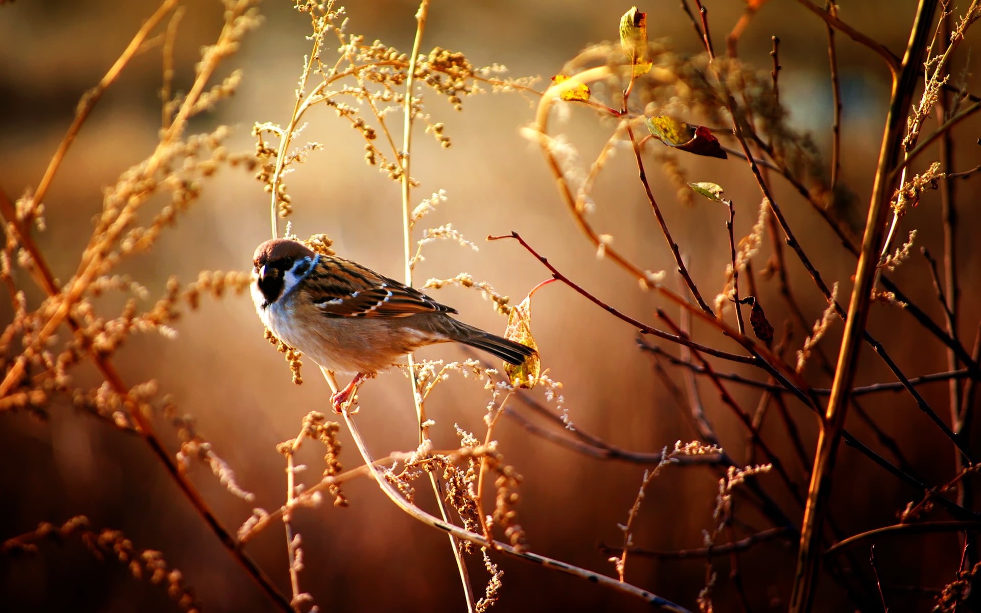 small, passerine Bird, beak, branch, plants, nature, animals, vertebrate, twig, springtime, animal wildlife, yellow, autumn, wildlife, tree, close-up, beauty In Nature, HD Wallpaper