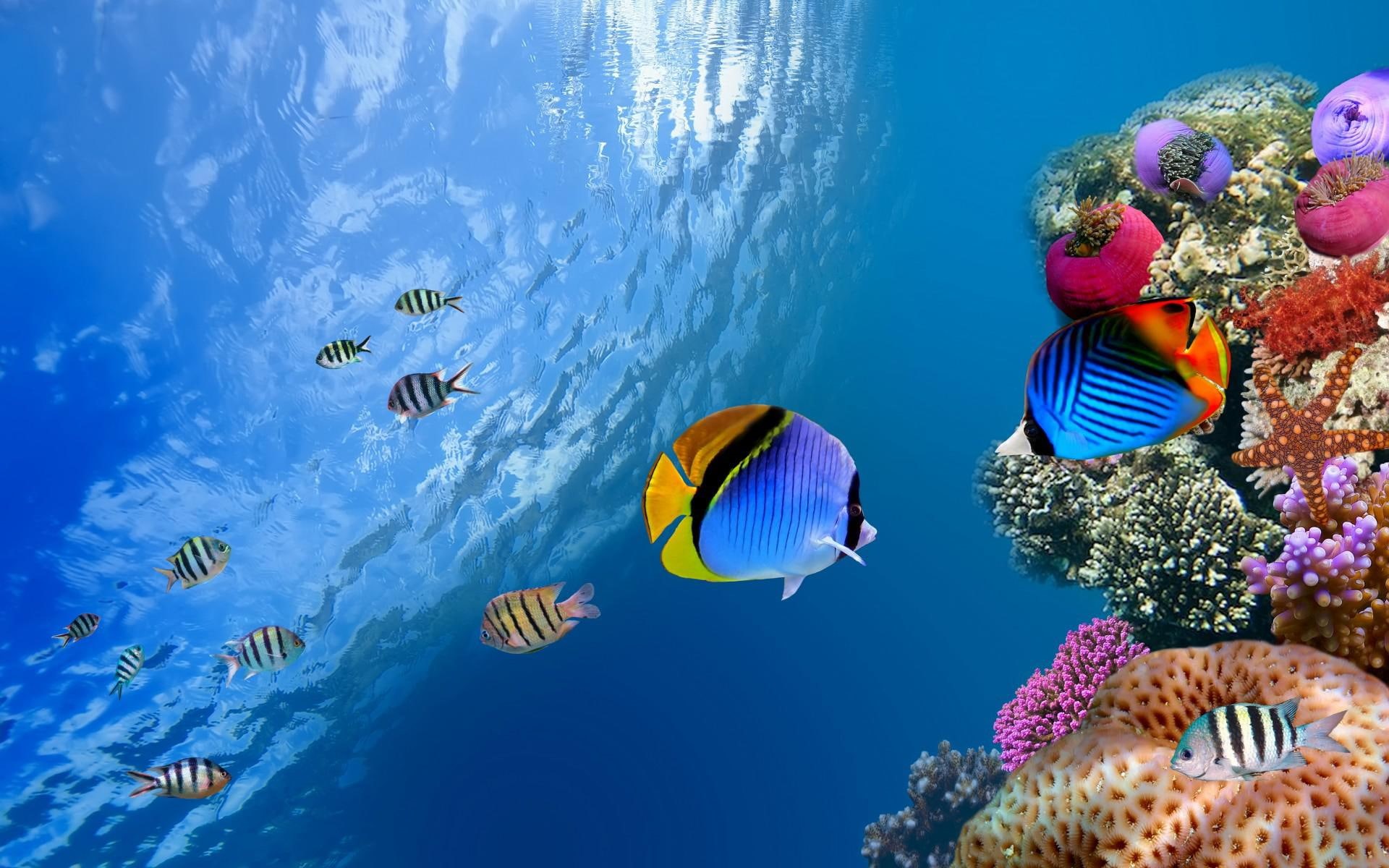 fishes, blue, pictures, black, yellow, fish, sea, ocean, coral, underwater, 1080P, HD Wallpaper