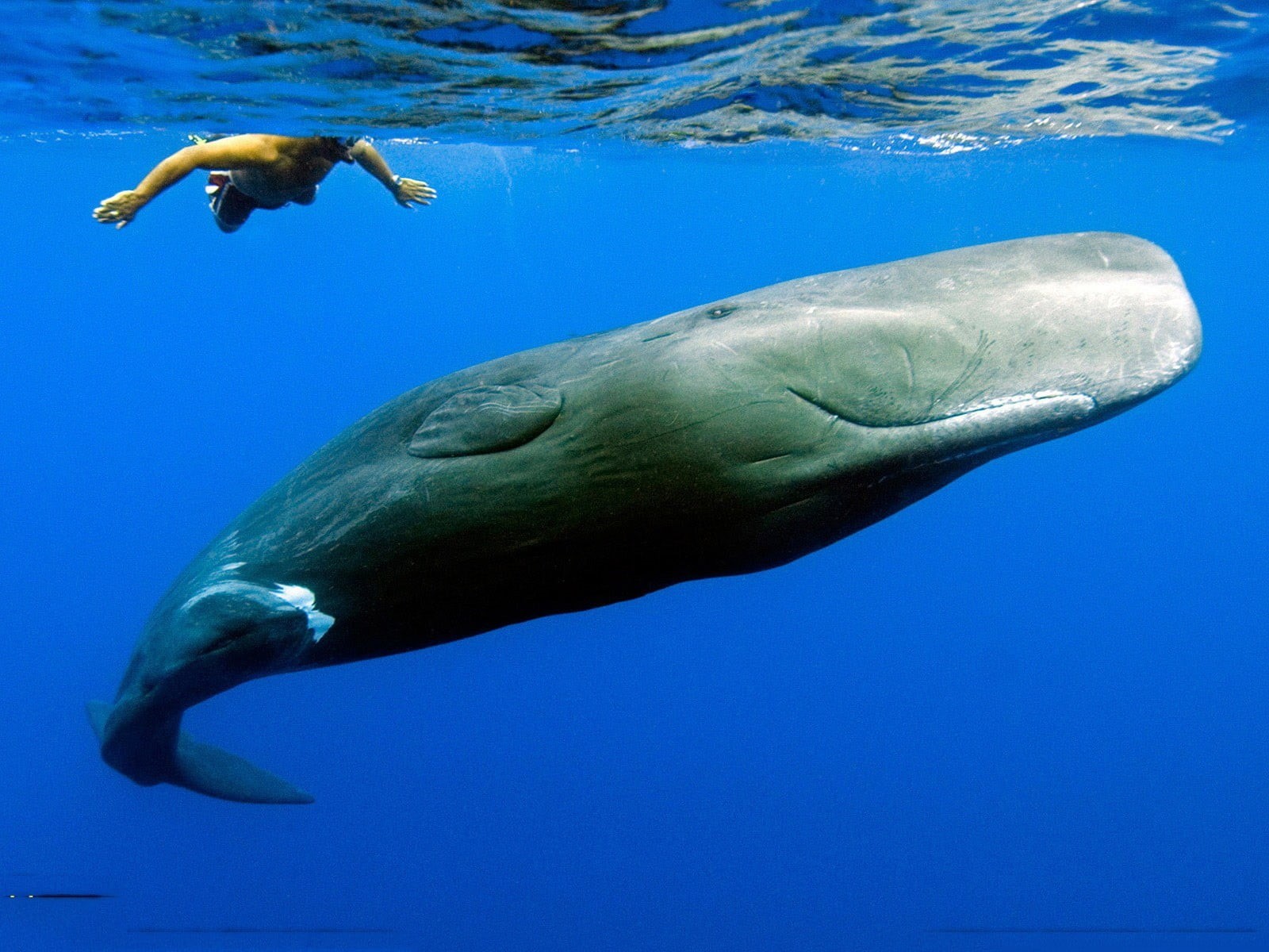outdoors, one animal, aquatic mammal, animal wildlife, 720P, vertebrate, sea life, swimming, animals, nature, sea, marine, Sperm Whale, undersea, blue, HD Wallpaper