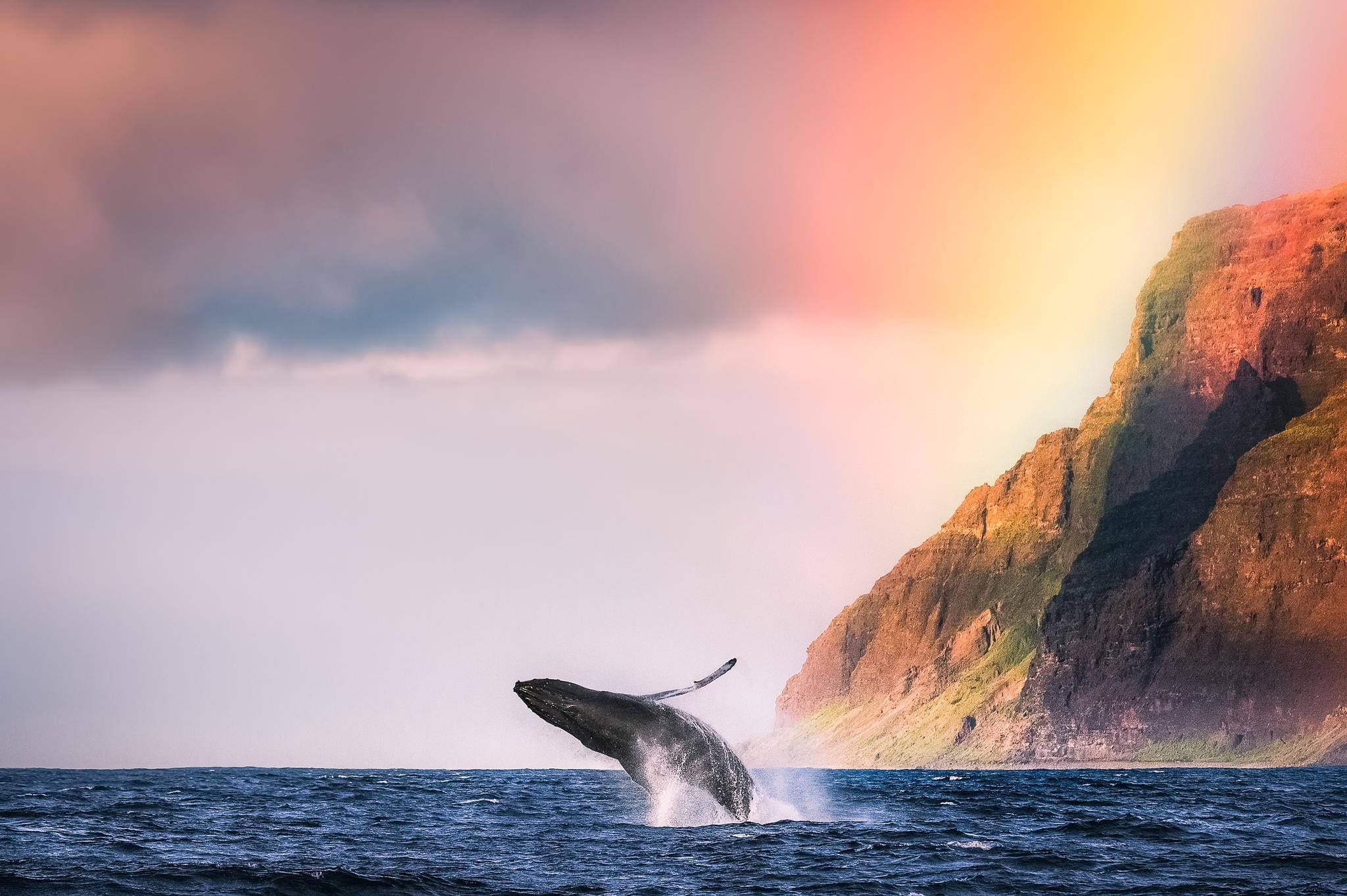 Animal, beach, 1080P, amazing, Ocean, Mountain, humpback, whale, HD Wallpaper