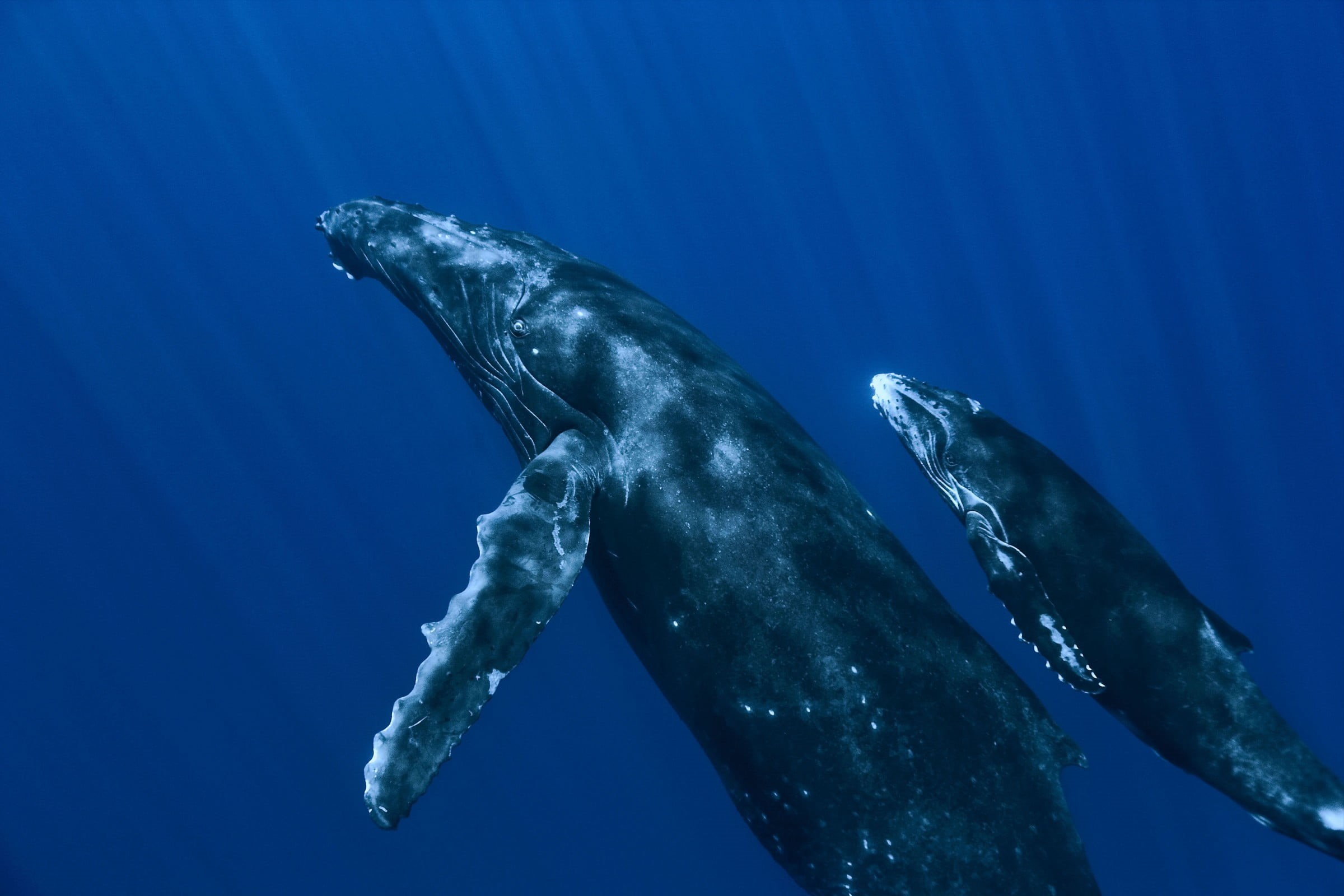 animal themes, animal wildlife, blue, one animal, mammal, vertebrate, no people, humpback whale, animal, sea life, whale, sea, animals, nature, 1080P, HD Wallpaper