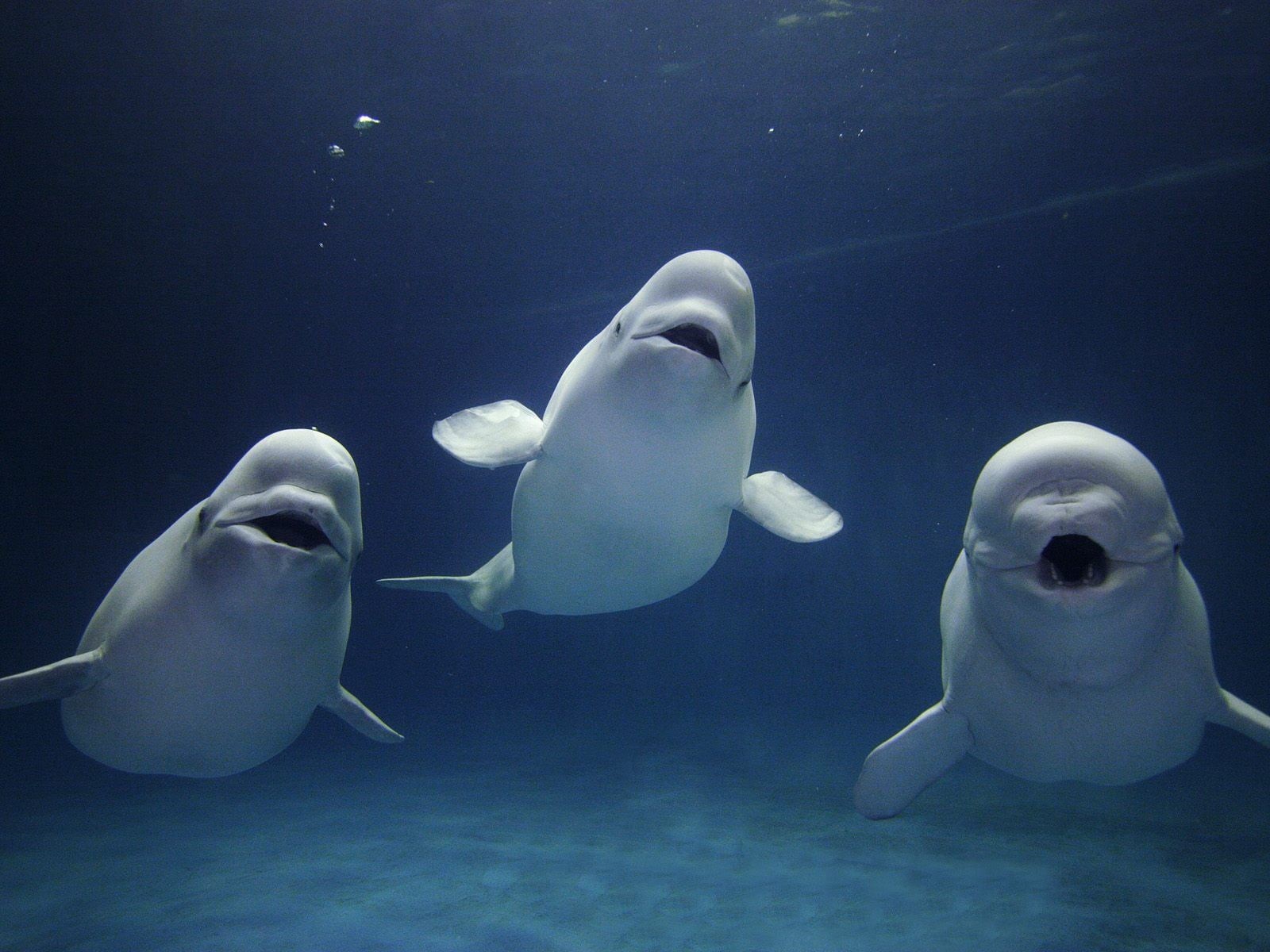 group of animals, nature, vertebrate, blue, whales, no people, tank, animal, sea life, aquarium, Animals, marine, sea, undersea, animal themes, white, swimming, HD Wallpaper