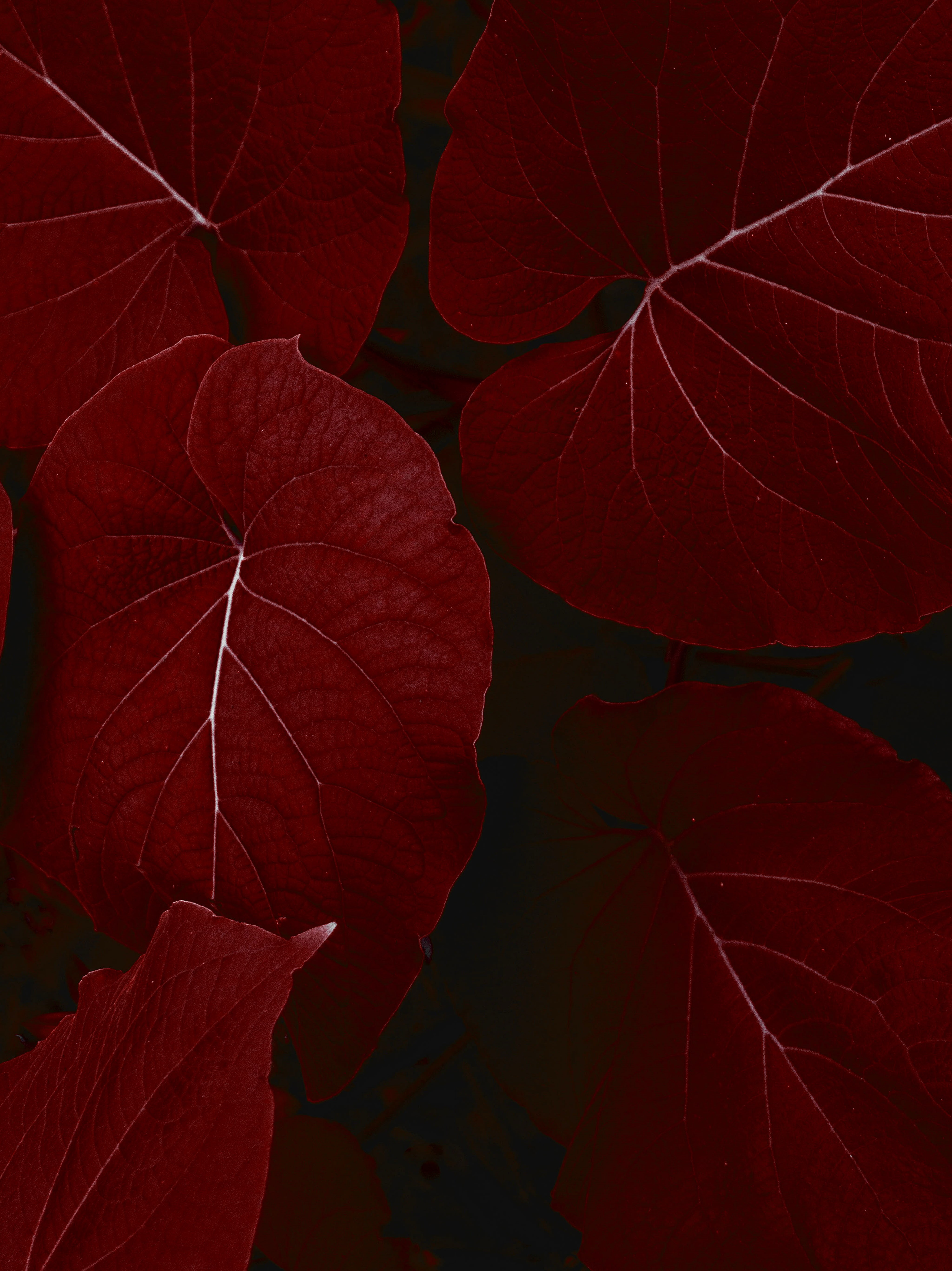 plant, iPad, leaf vein, extreme close-up, plants, macro, beauty in nature, iOS, leaf, abstract, change, pattern, freshness, plant part, Apple Inc., autumn, Phone HD Wallpaper