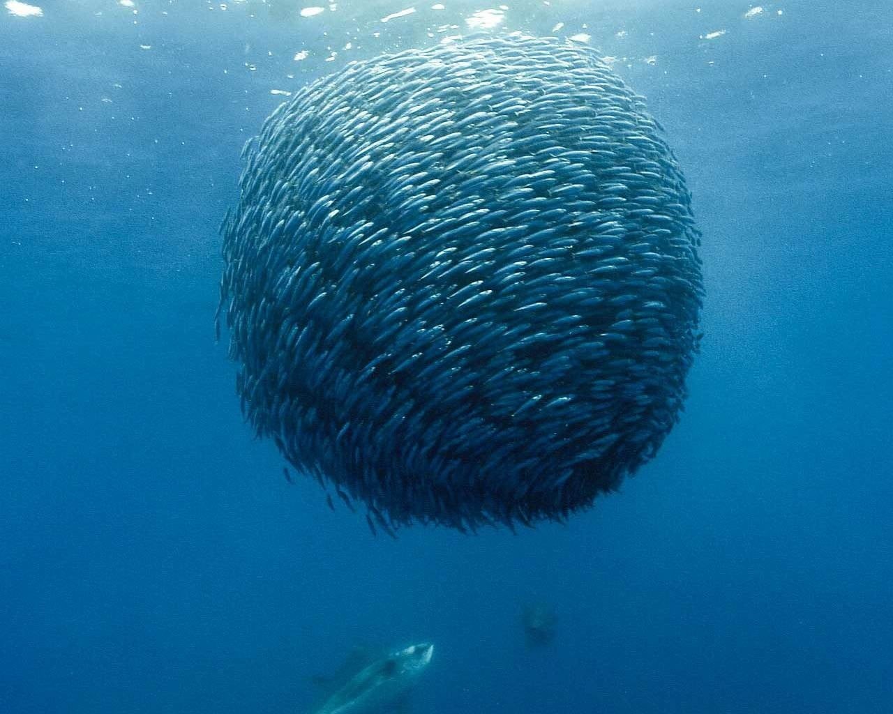 school of fish, blue, animals in the wild, underwater, fish, vertebrate, beauty in nature, 720P, sea life, swimming, marine, sea, outdoors, animal wildlife, HD Wallpaper