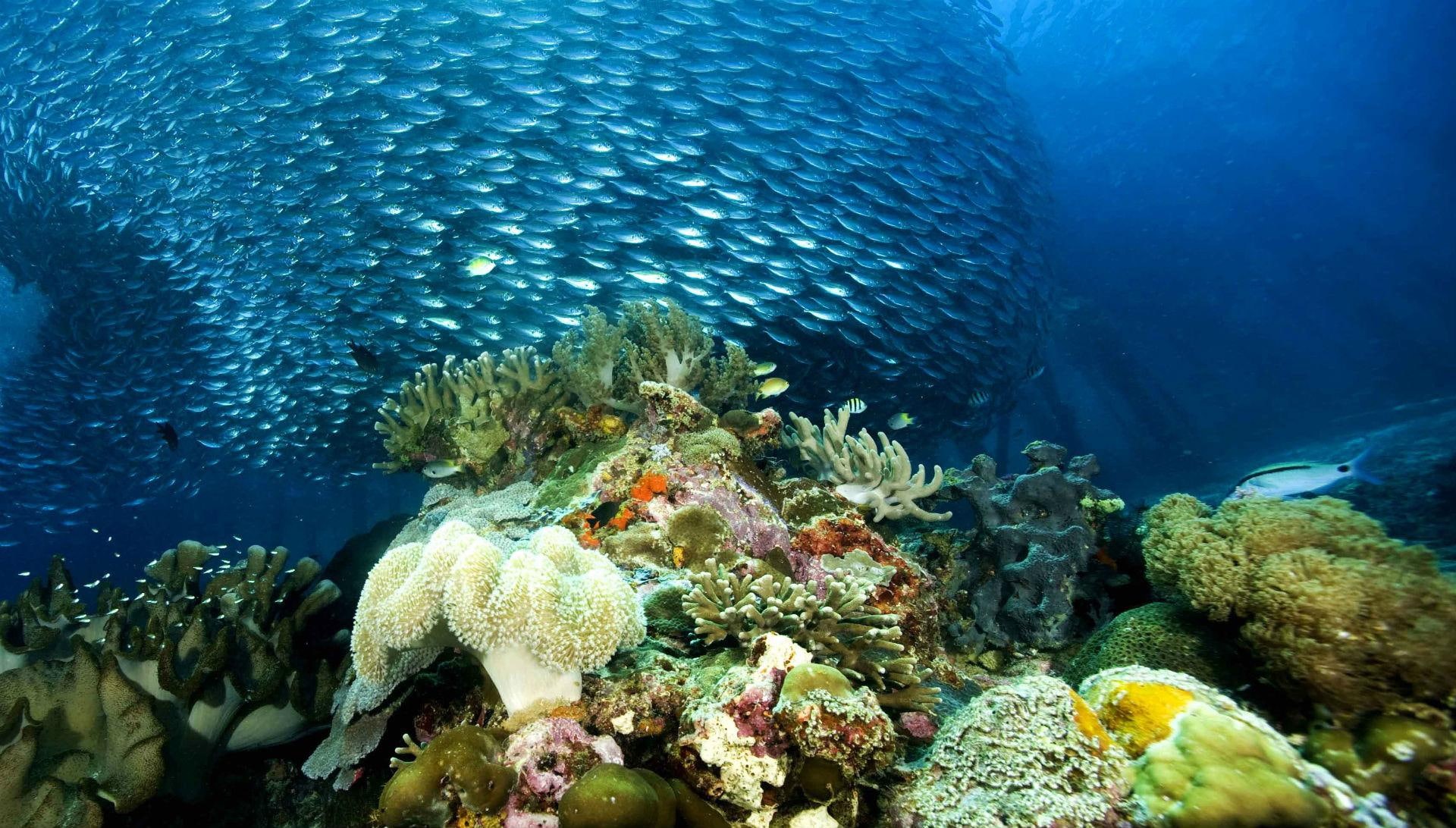 underwater, image, gallery, tropical, school, nature, fishes, sea, coral, 1080P, ocean, reef, HD Wallpaper