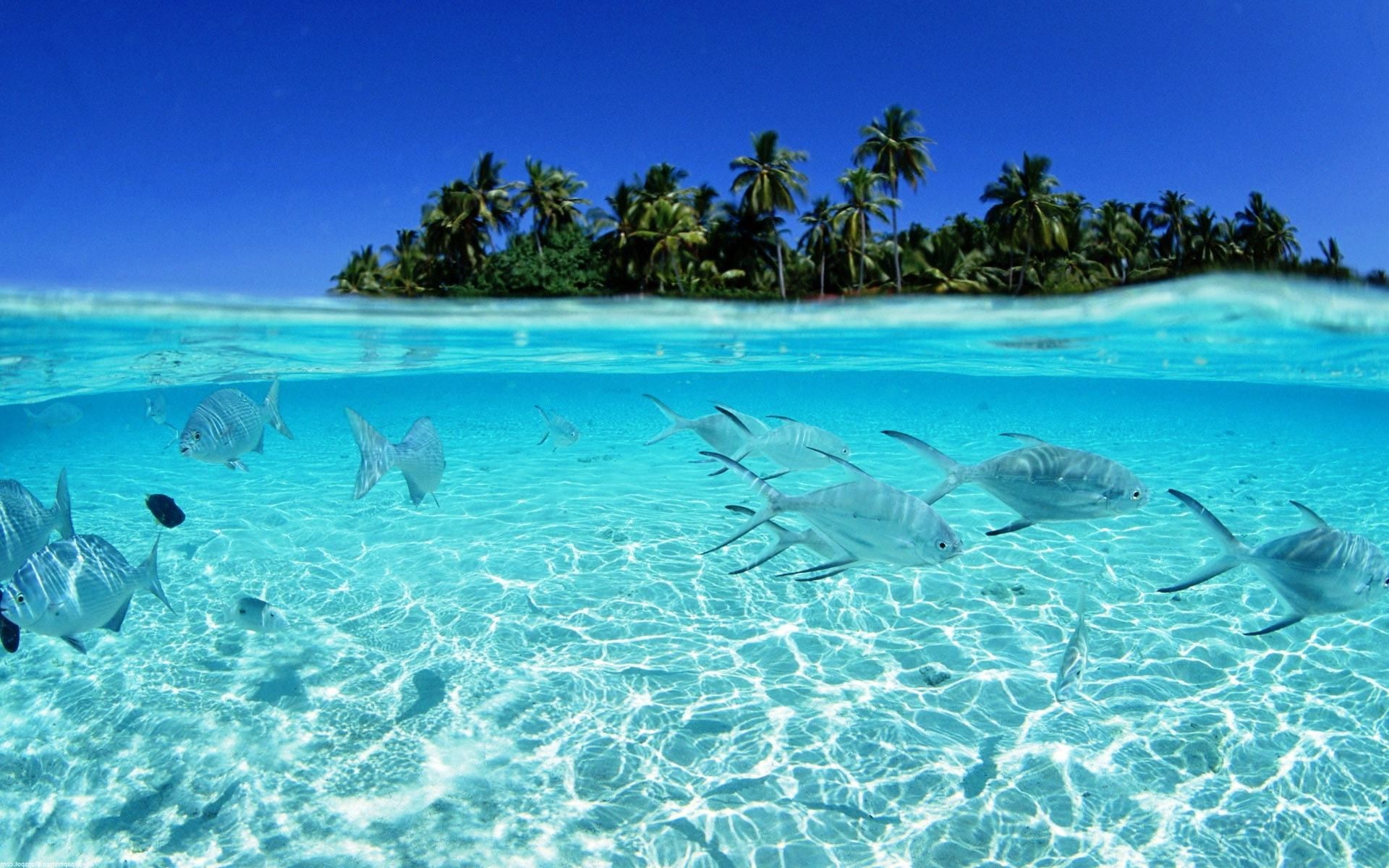 1080P, fish, hd, animals, tropical, underwater, HD Wallpaper