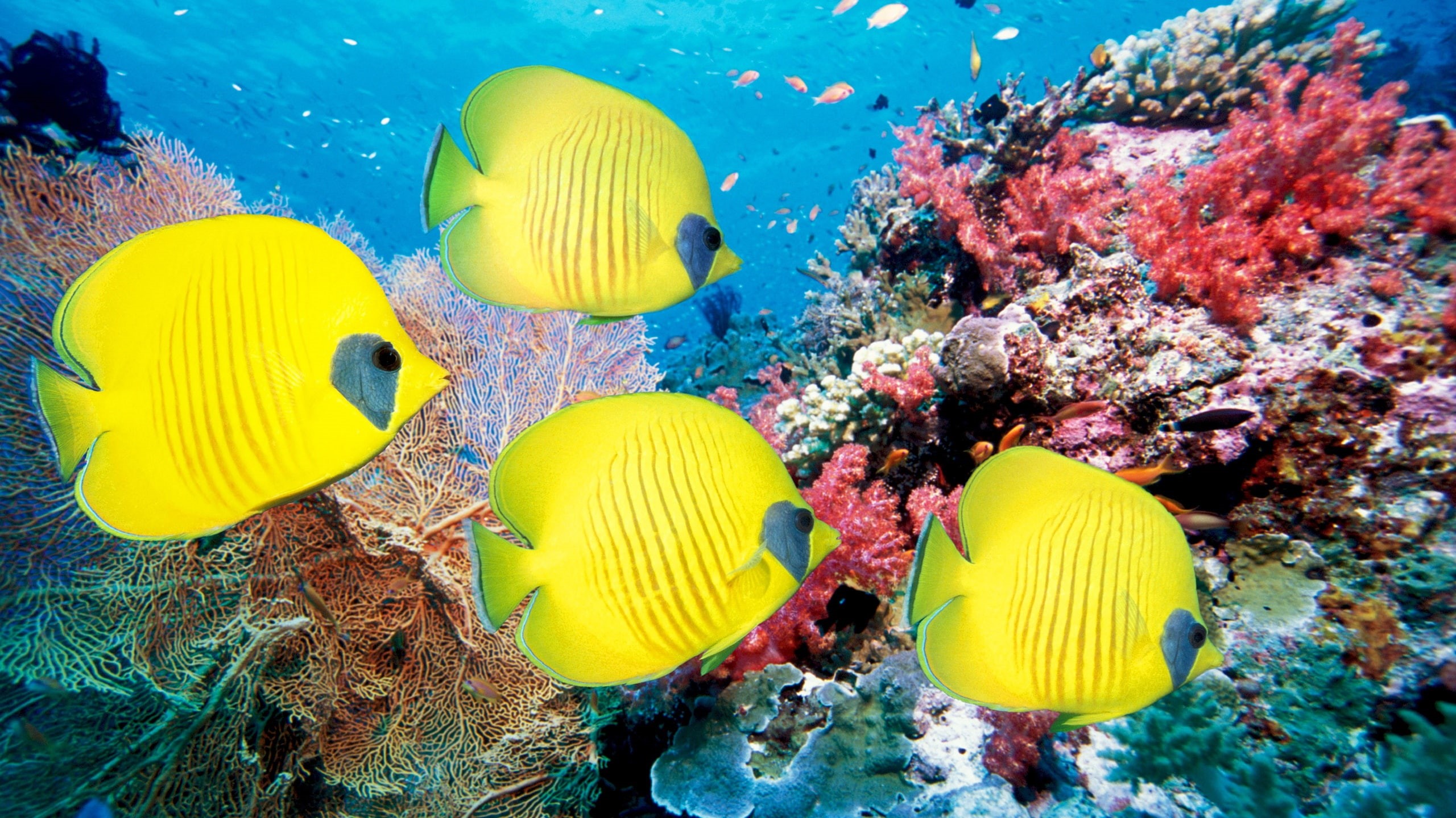Tropical, Coral, corals, World, 2K, Underwater, Fish, HD Wallpaper