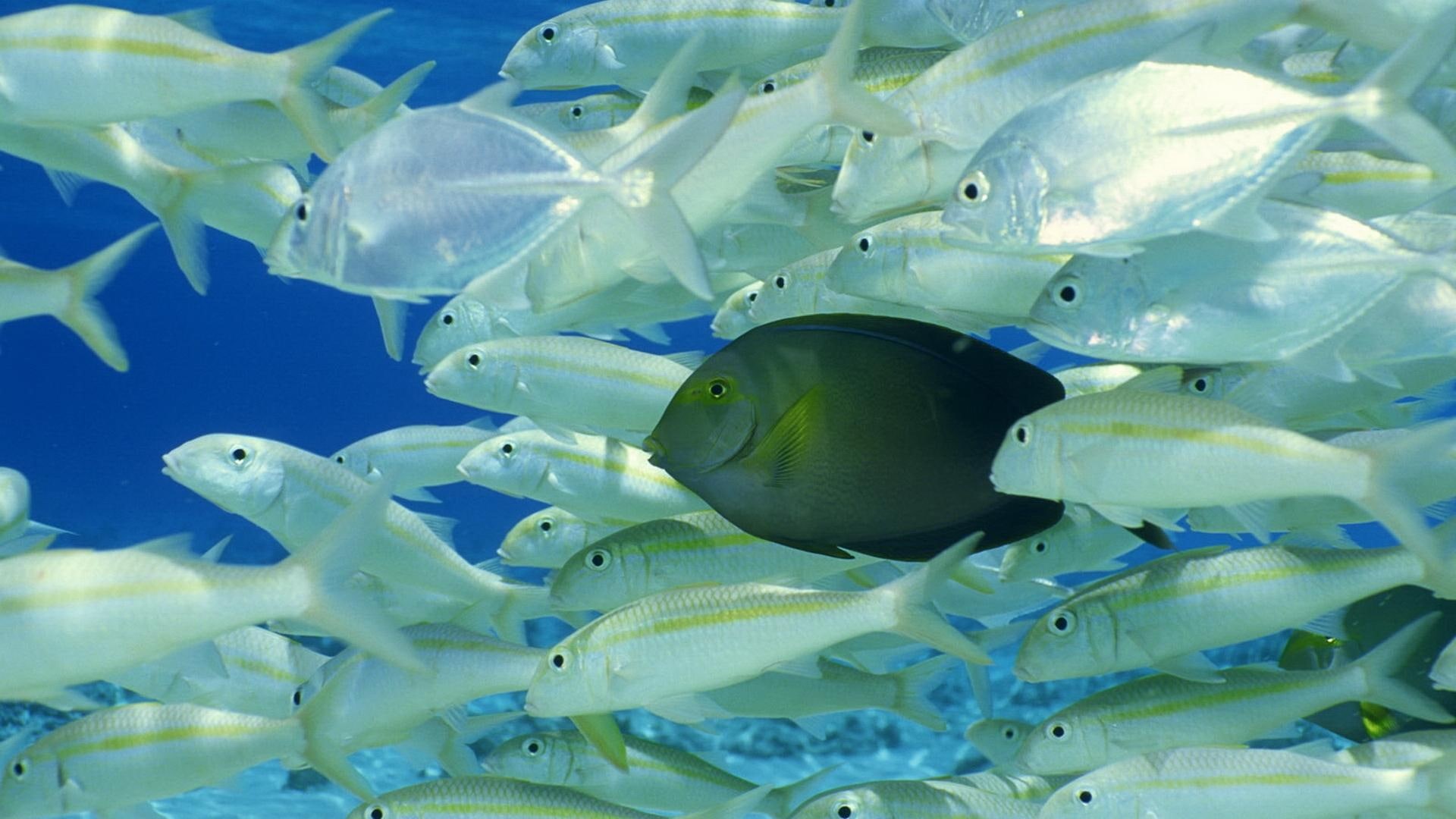 underwater, ocean, 1080P, animals, sea, images, background, tropical, fishes, HD Wallpaper