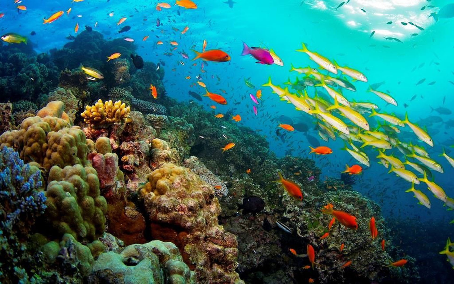great, reef, tropical, ocean, australia, 1080P, pisces, queensland, coral, plants, animals, barrier, HD Wallpaper