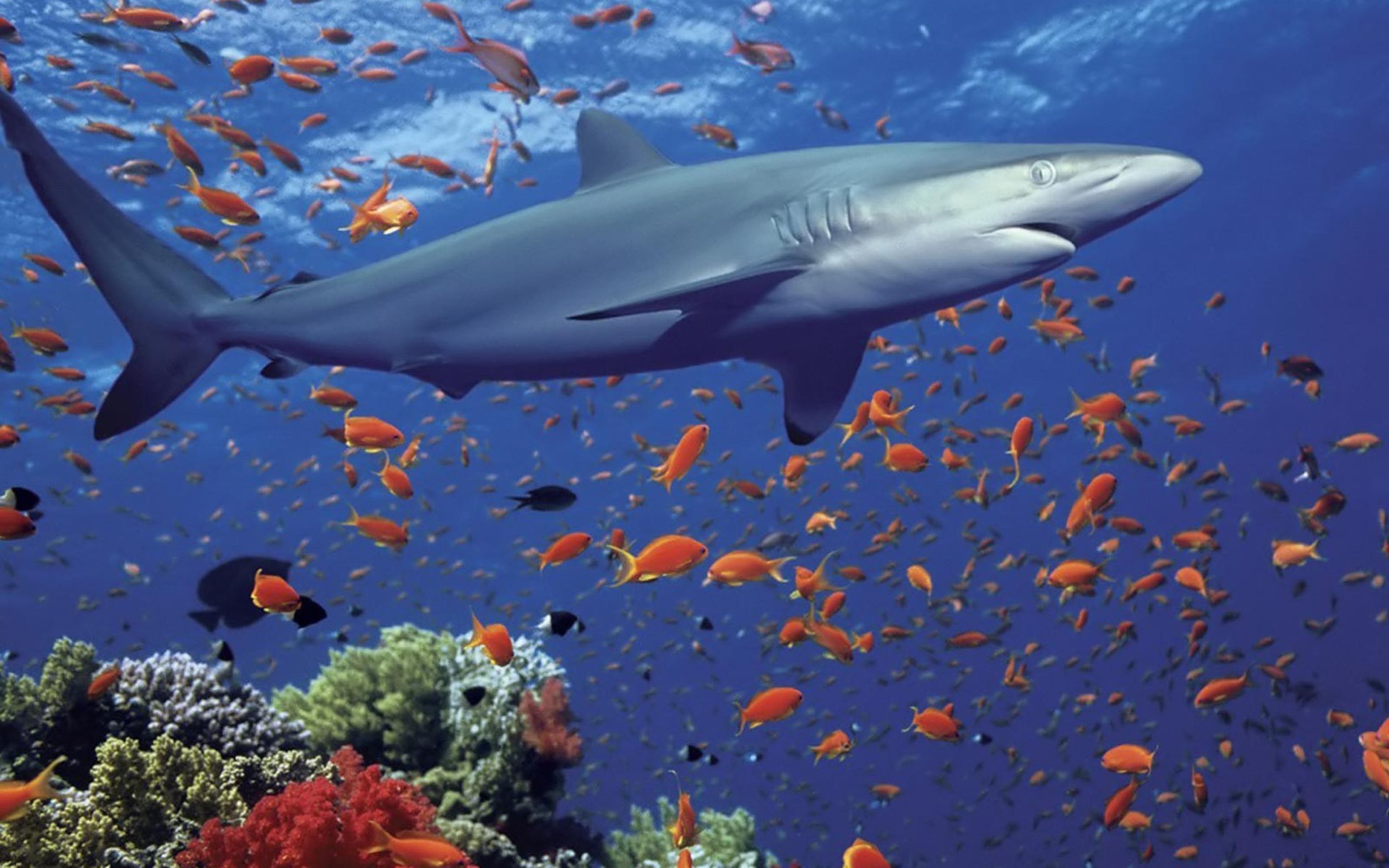 animal wildlife, sea life, animals in the wild, animal, sea, desktop, blue, vertebrate, ocean, marine, mobile, water, beauty in nature, underwater, group of animals, HD Wallpaper
