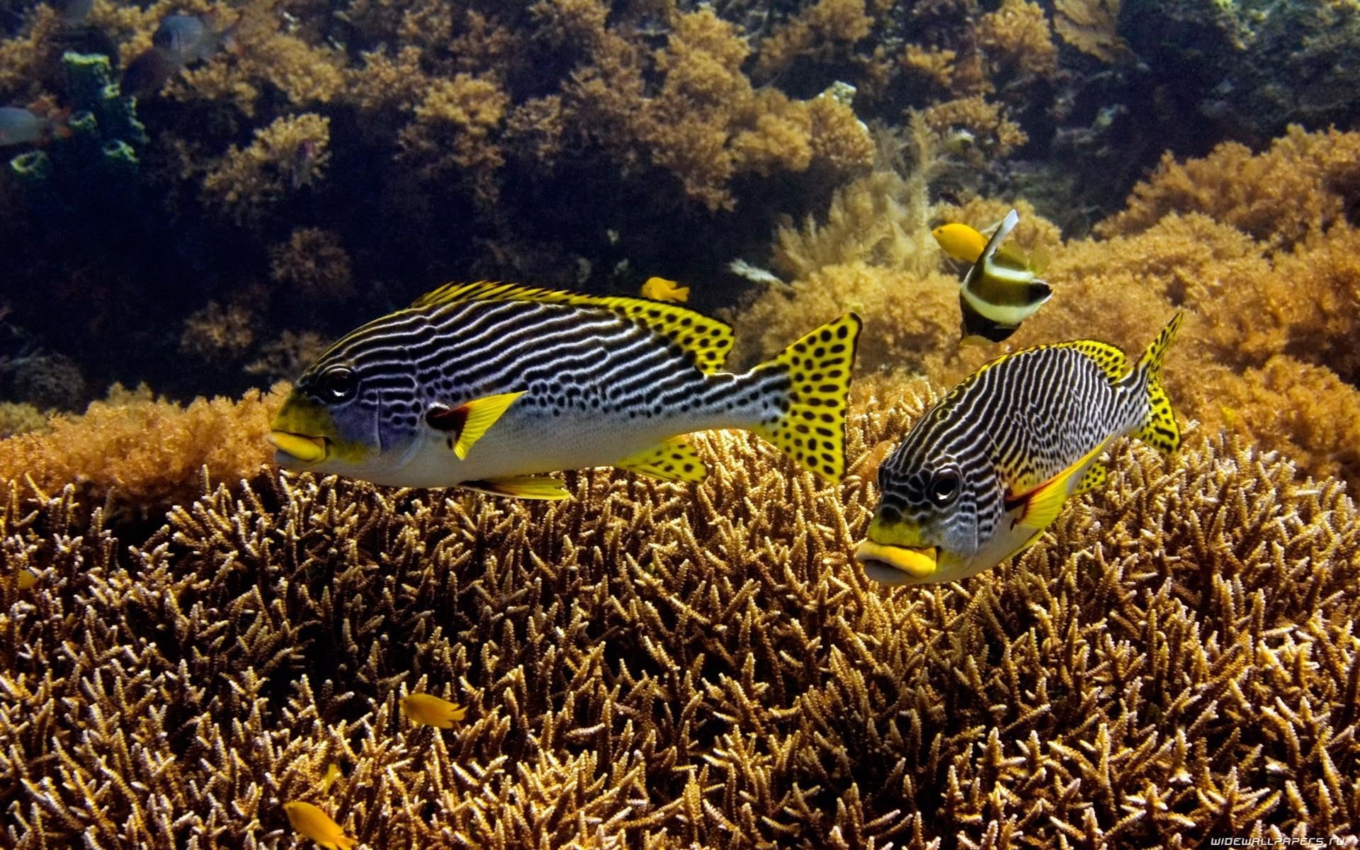1080P, fish, underwater, animals, ocean, sea, desktop, fishes, HD Wallpaper