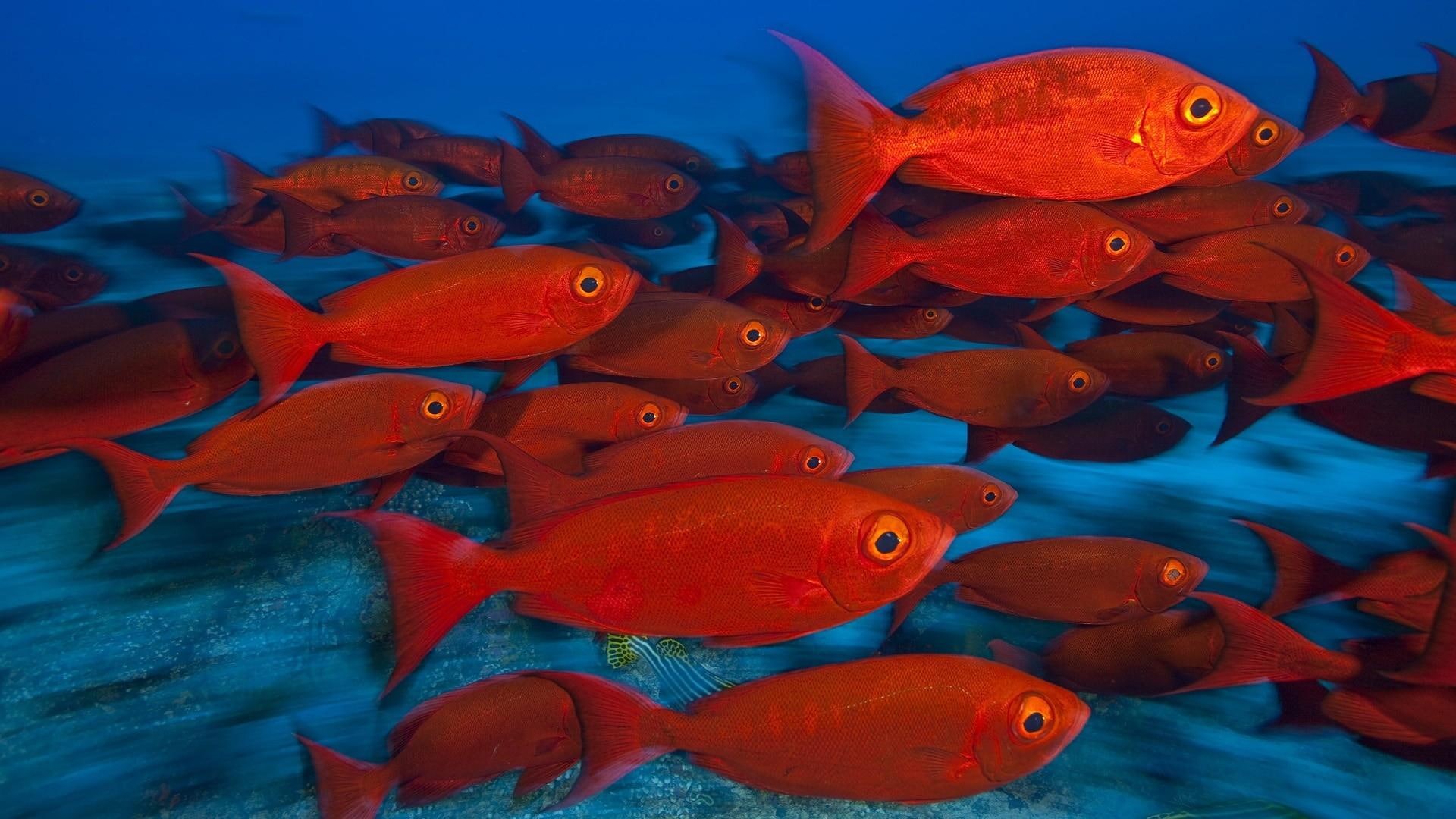 sea, red, underwater, ocean, water, animals, color, hd, tropical, widescreen, 1080P, fishes, eyes, HD Wallpaper