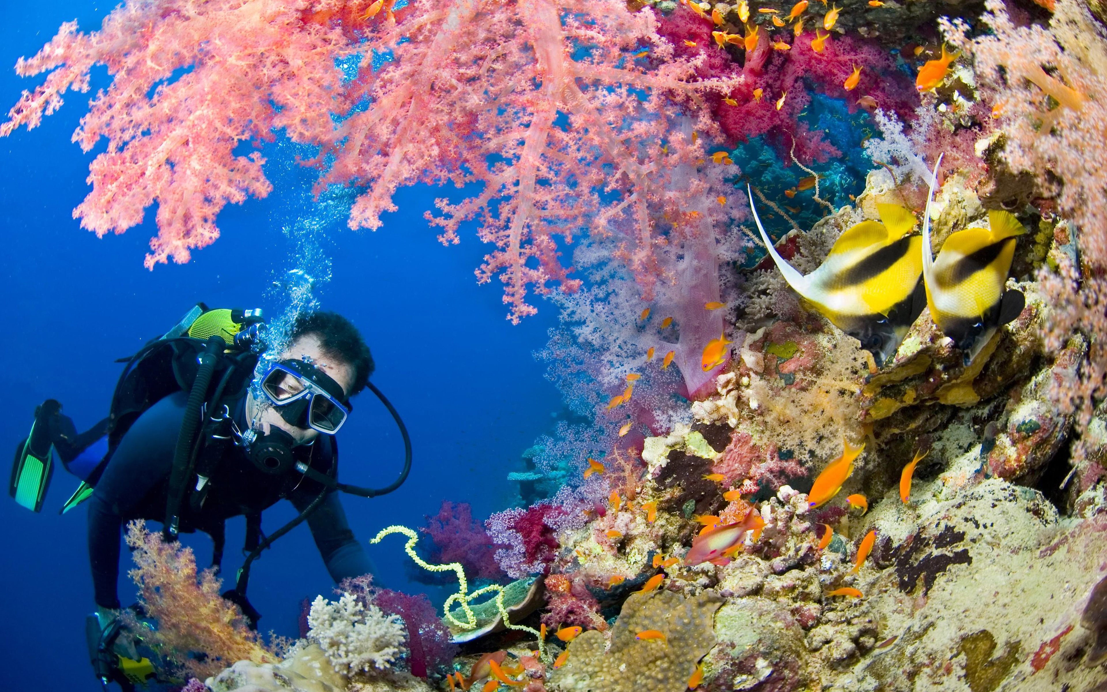 animal themes, aquatic sport, world, invertebrate, adventure, 4K, seabed, fish, undersea, sea life, animal wildlife, diving suit, underwater diving, coral, HD Wallpaper