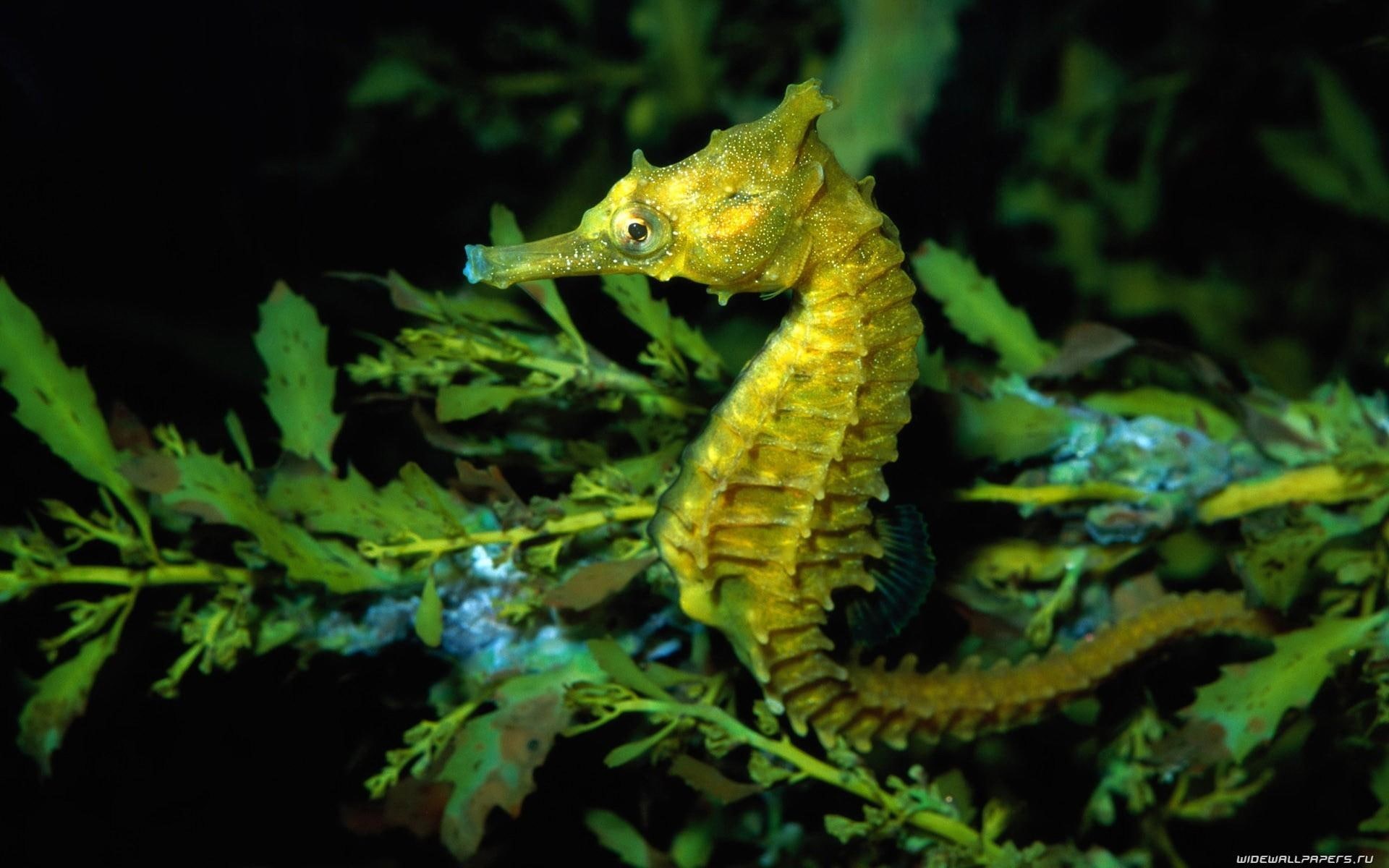 1080P, plants, fishes, animals, life, seahorse, android, leaves, underwater, nature, sea, ocean, HD Wallpaper