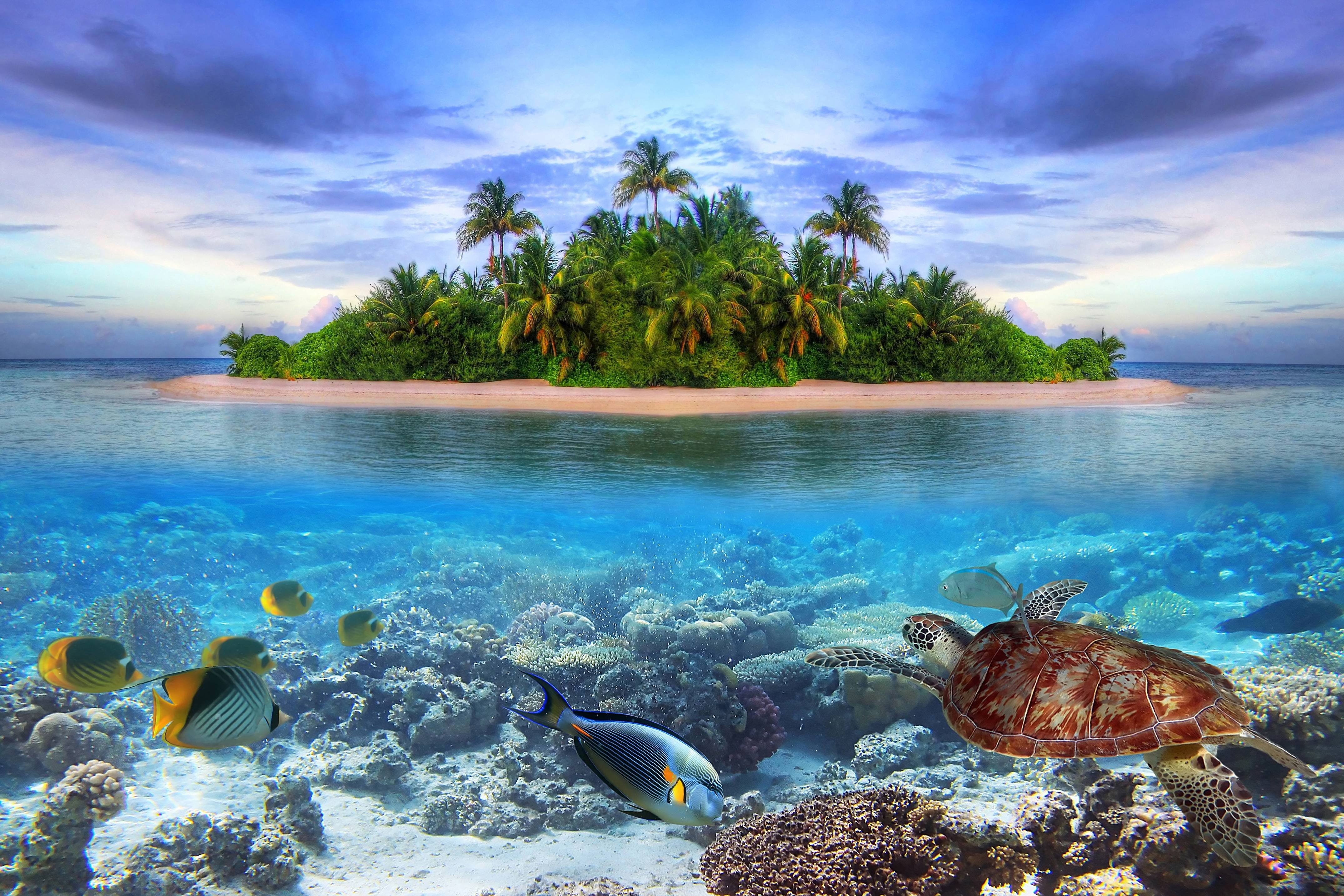maldives, marine, ocean, island, 4K, sea, fish, life, underwater, tropical, HD Wallpaper