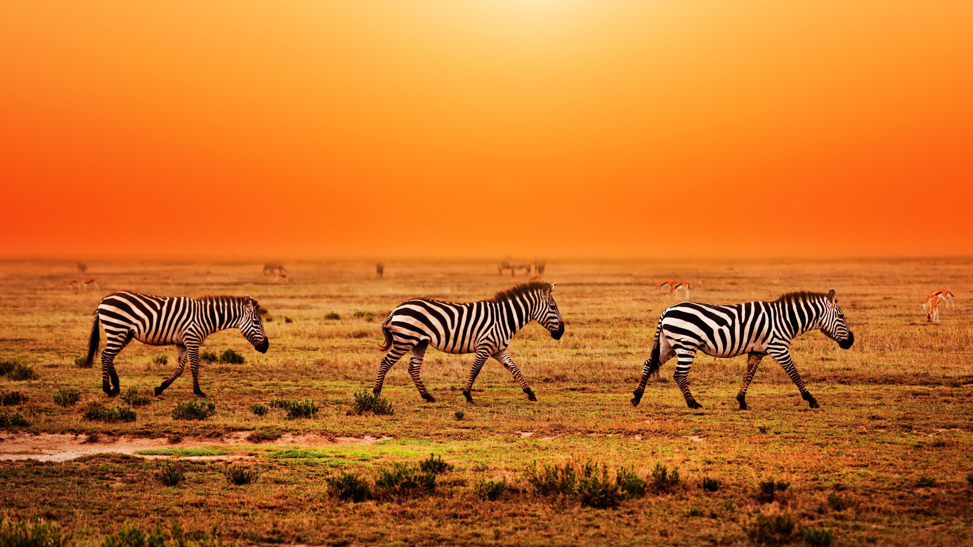 domestic animals, vertebrate, field, prairie, landscape, serengeti, animal themes, environment, mammal, tanzania, migration, savanna, steppe, animal markings, HD Wallpaper
