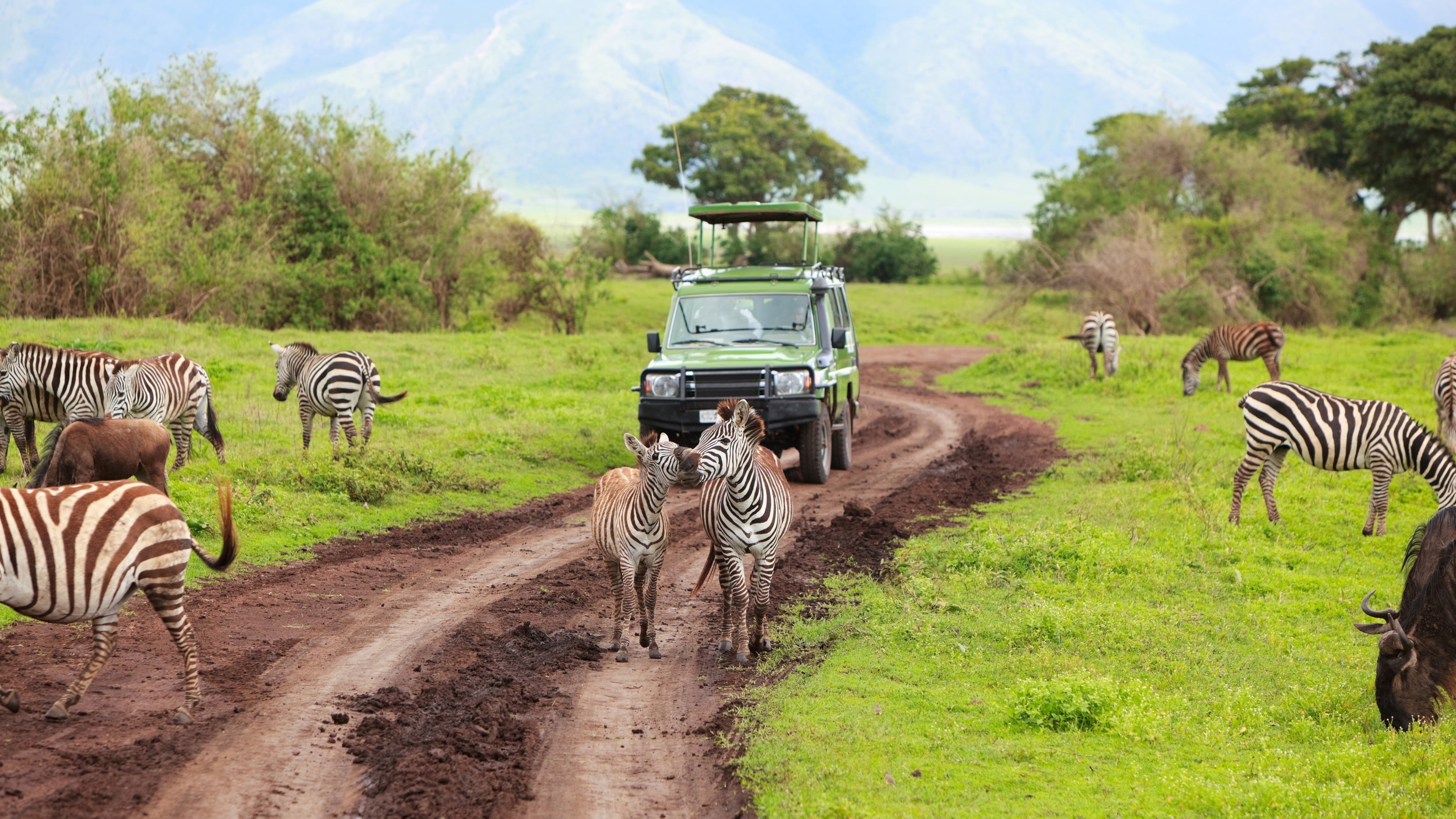 Zebra, Safari, 4K, Tanzania, Kenya, HD Wallpaper