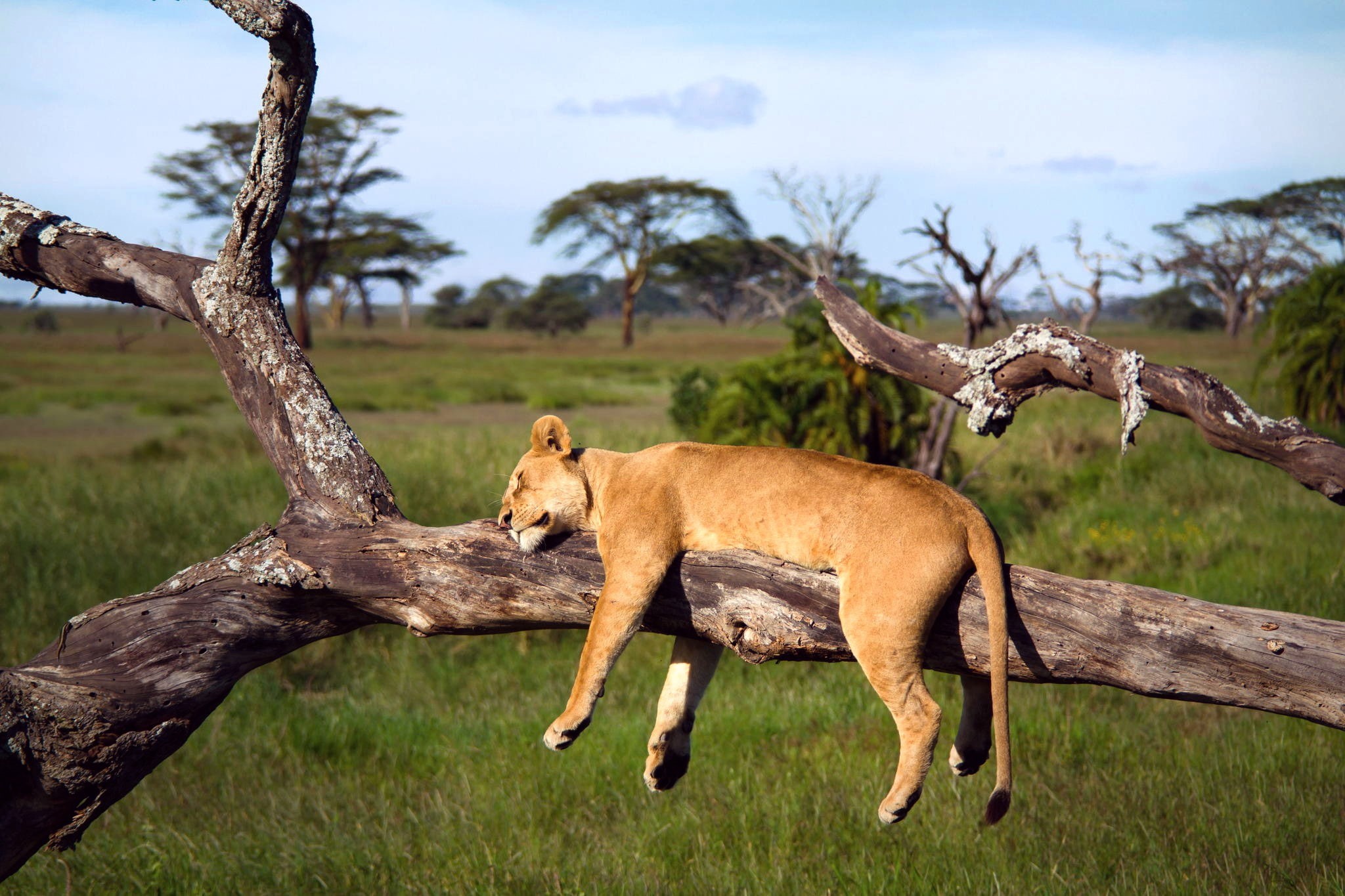 tree, serengeti, sleeping, 1080P, Africa, lioness, Tanzania, Serengeti lion, HD Wallpaper