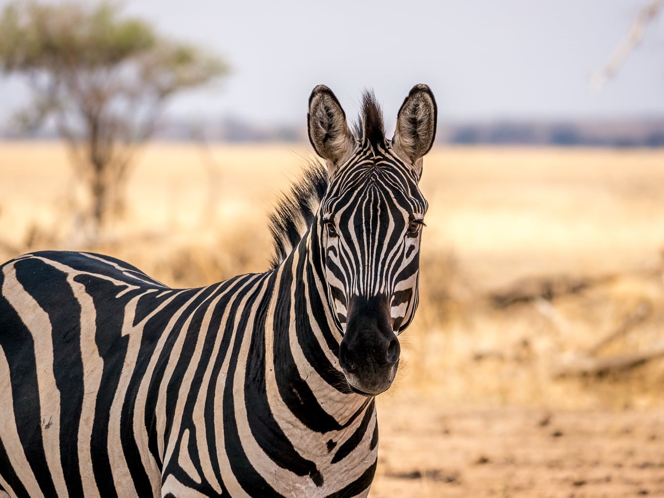 nature, Panasonic, national Park, outdoors, Safari, Lumix, animals In The Wild, horse Family, surrounded, Tanzania, You talkin to me, plain, striped, macro, HD Wallpaper