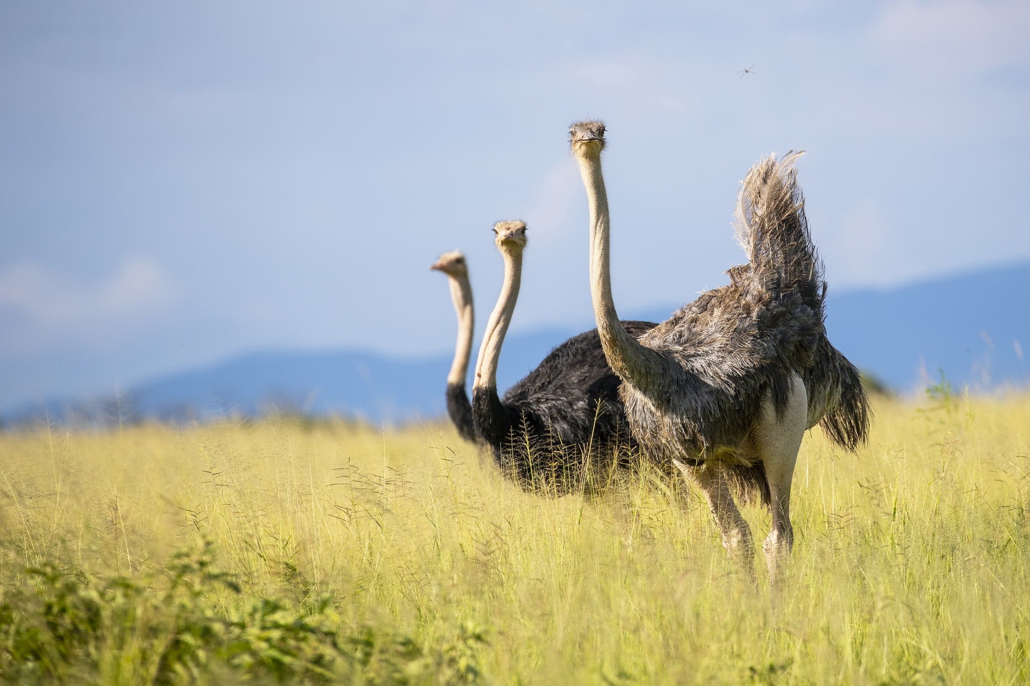 Tarangire Nation Park, 1080P, birds of africa, african ostrich, Tanzania, HD Wallpaper