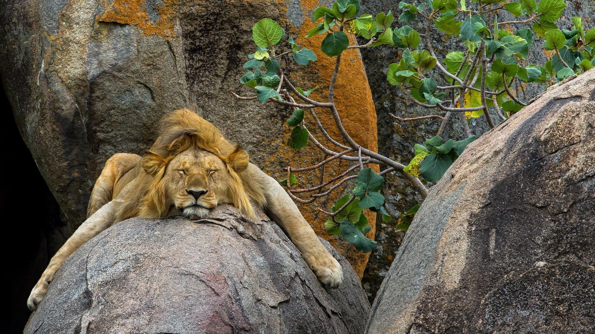 rock - object, animals In The Wild, tree, plant, animals, creativity, craft, animal, danger, sleeping, endangered Species, representation, tropical Rainforest, HD Wallpaper
