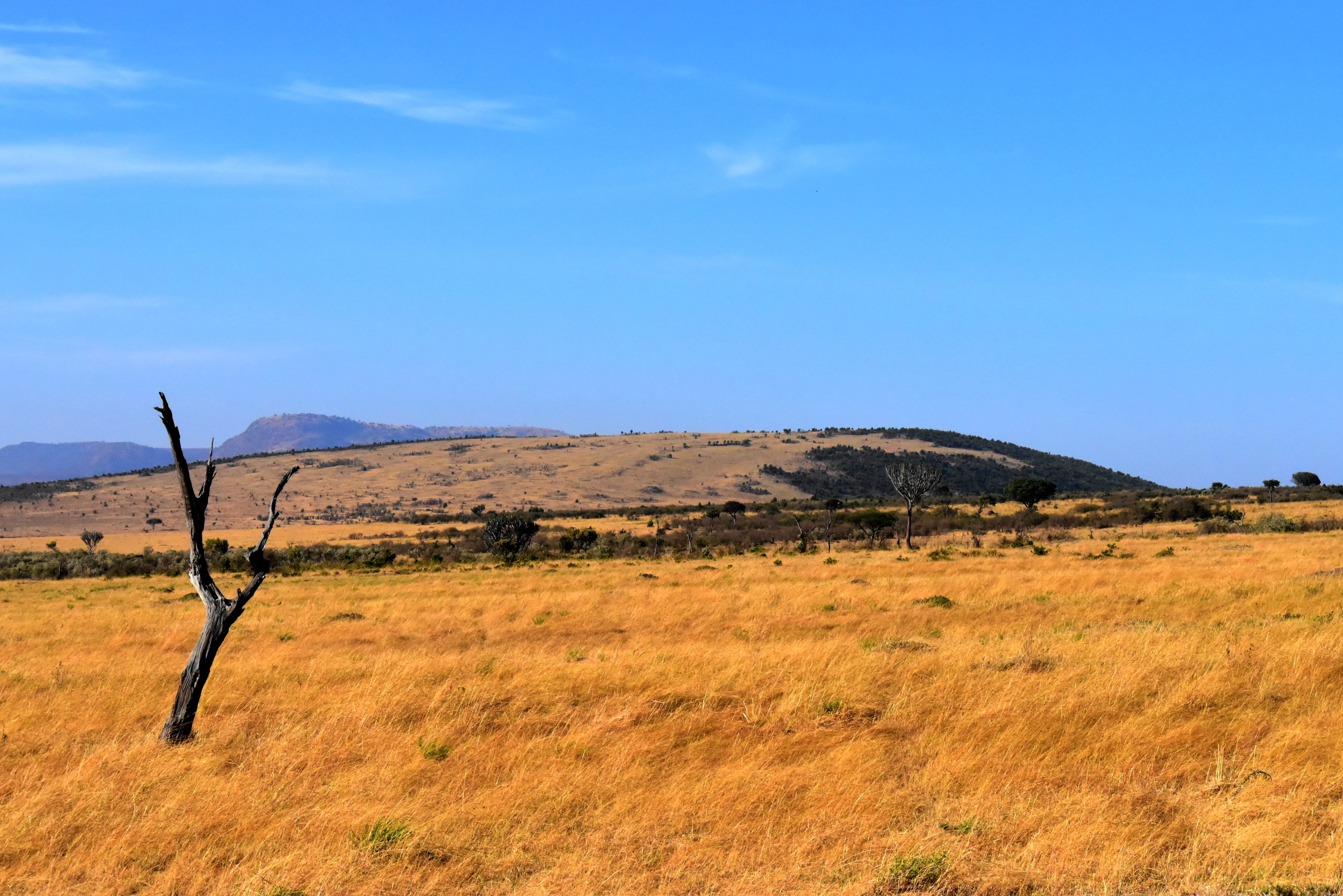 Tanzania, Savannah, tranquil scene, plant, environment, 4K, remote, mountain, outdoors, non-urban scene, sky, Grassland, scenics - nature, Africa, blue, HD Wallpaper