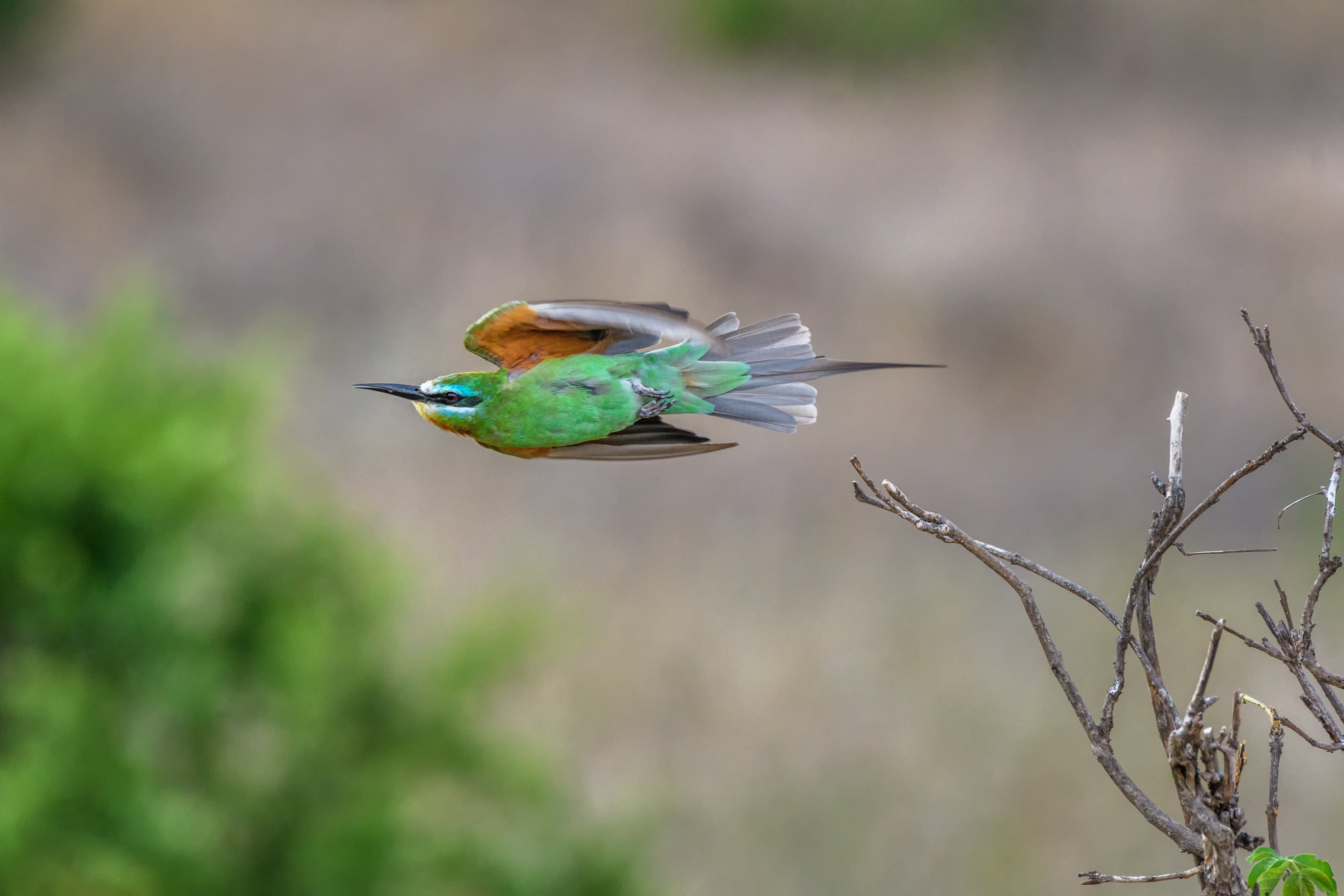 Merops bullockoides, near, bird  bird, blue, in flight, Tarangire National Park, animal, animals In The Wild, hovering, East Africa, bird in flight, green bird, HD Wallpaper