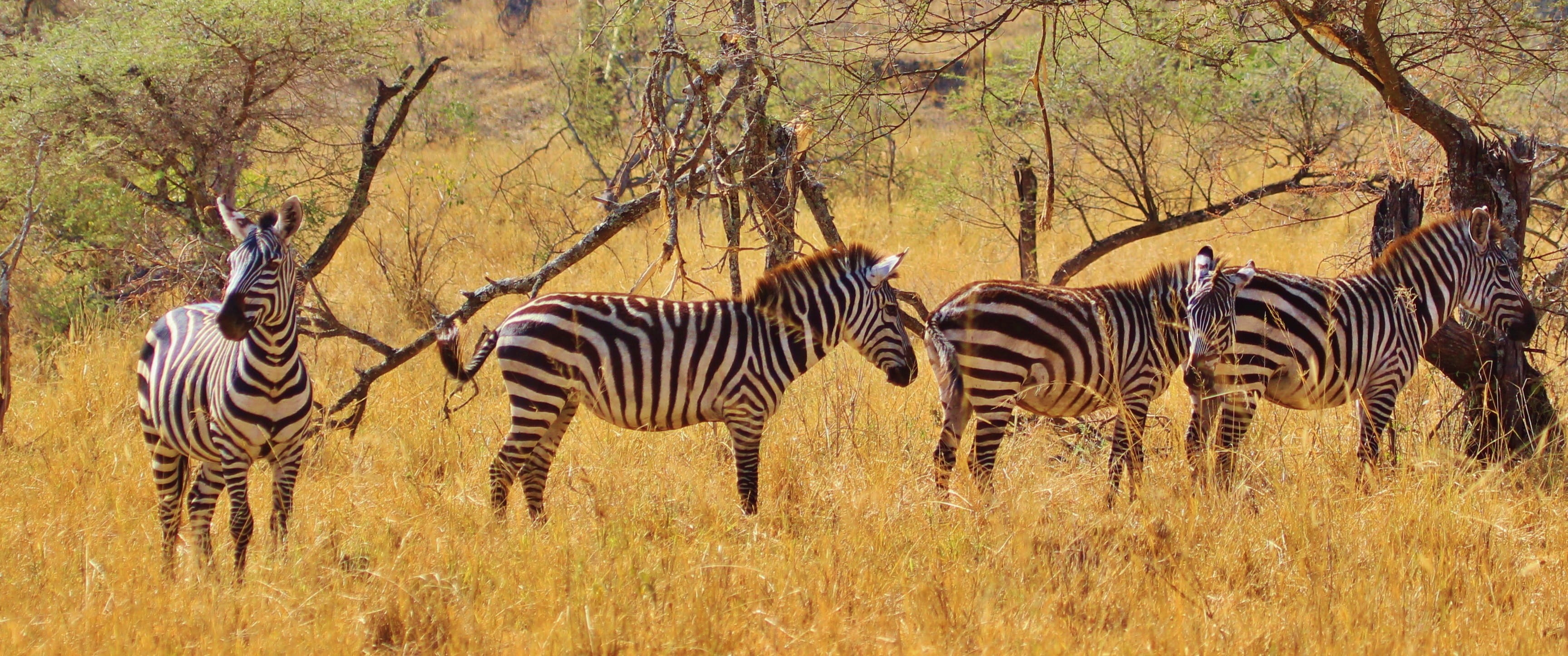 kenya, safari Animals, wildlife, steppe, animals In The Wild, no people, herd, tanzania, zebras, animal, plant, field, group Of Animals, grazing, cute, HD Wallpaper