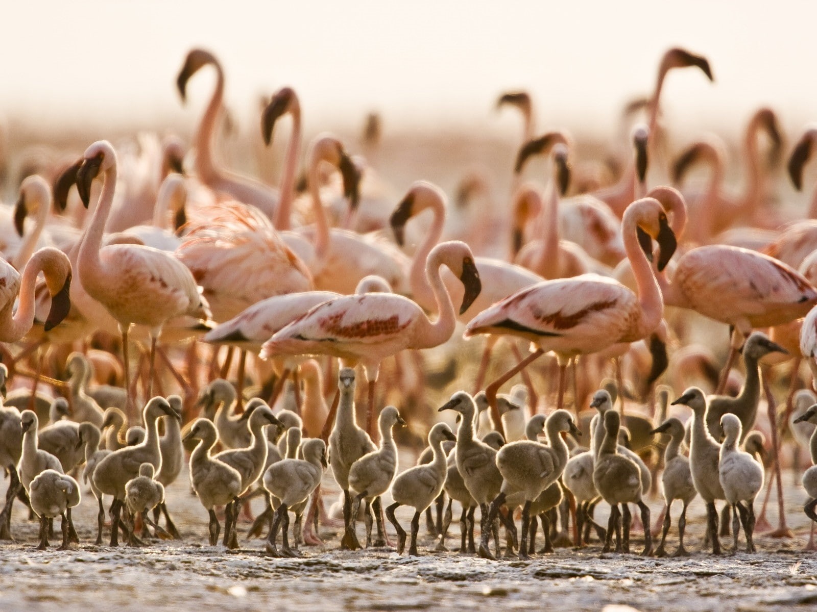hd, BIRDS, tanzania, x, art, baby, animals, 720P, flamingos, HD Wallpaper