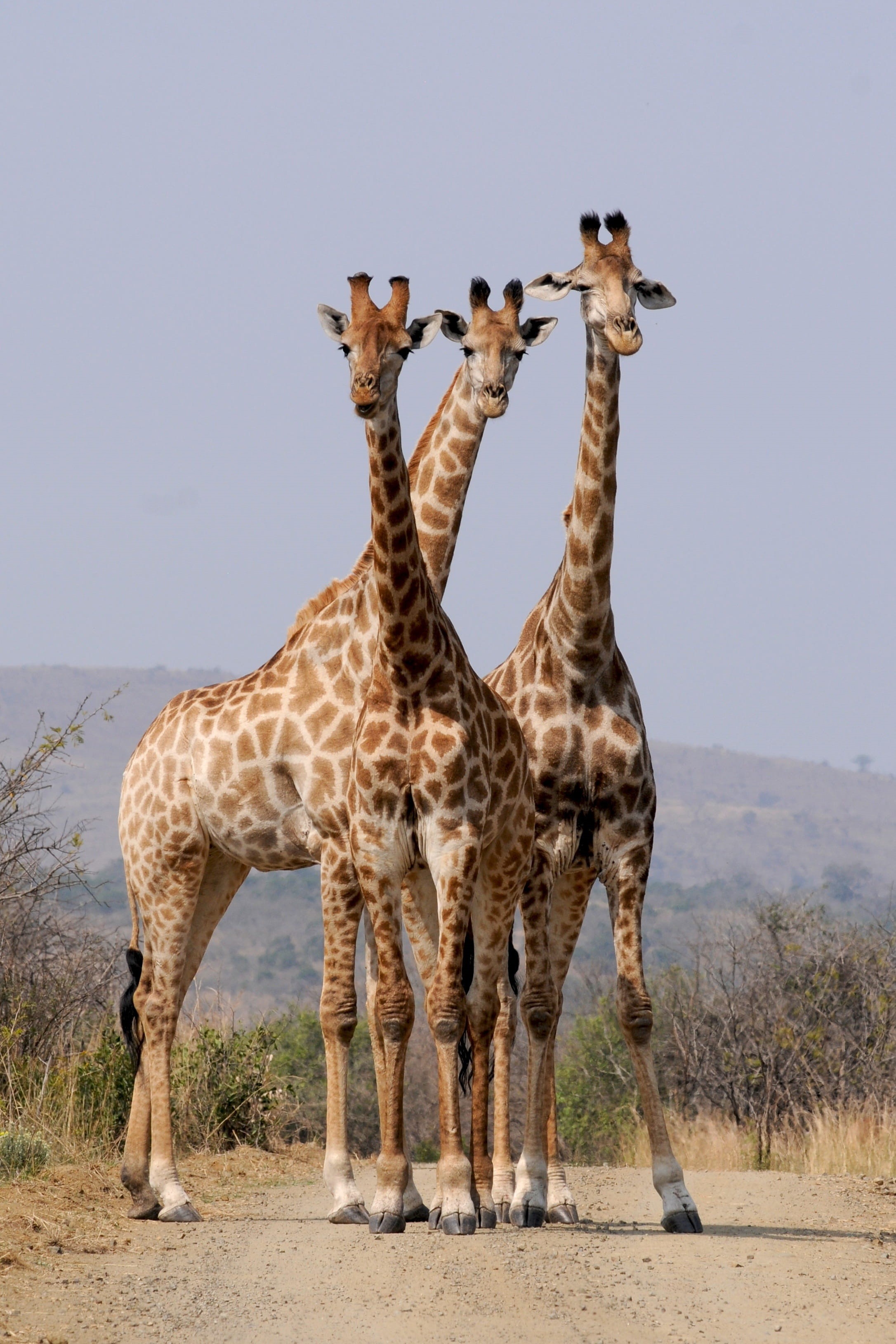 formation, three, animal themes, east Africa, nature, wildlife, sky, herbivorous, 2K, animal markings, wilderness Area, safari Animals, savannah, animal neck, Phone HD Wallpaper