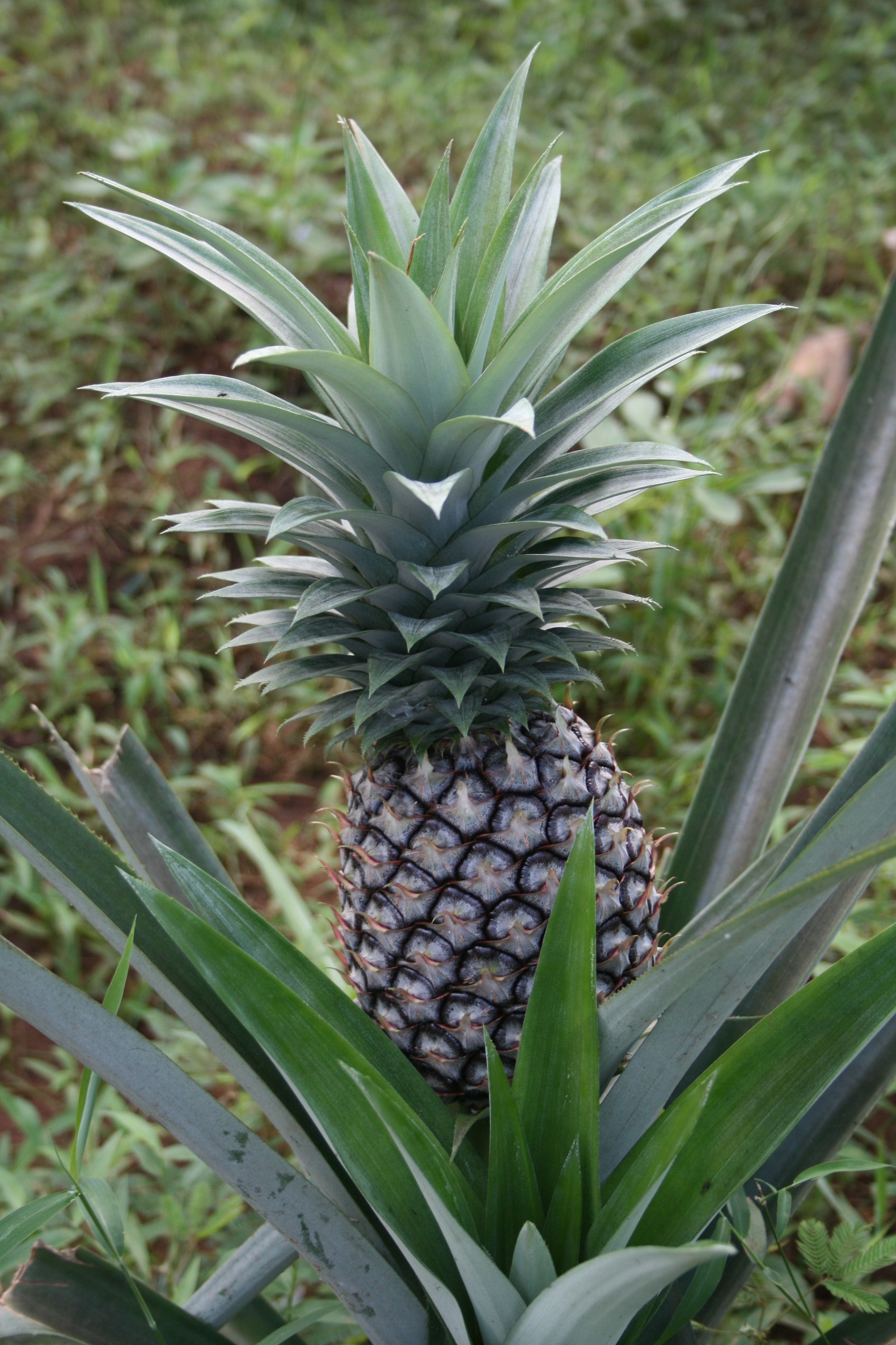 beauty in nature, nature, tropical fruit, green color, 4K, pineapple, ripe, day, close-up, fruit, food and drink, plant, land, healthy eating, plantation, Phone HD Wallpaper