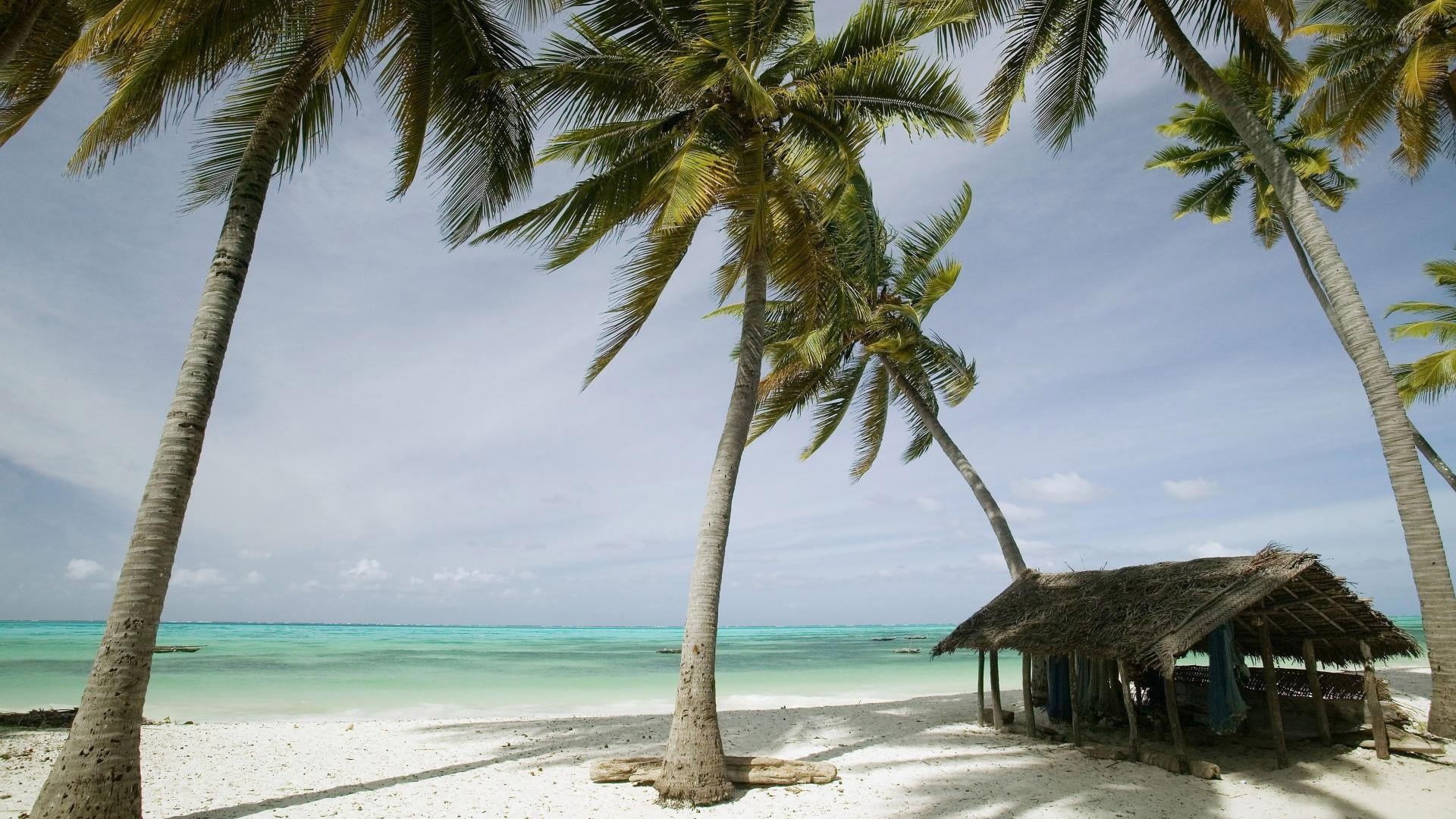 outdoors, tropics, shore, 1080P, tree, coconut palm tree, palm, tranquility, caribbean, palms, horizon over water, tropical climate, wind, tranquil scene, HD Wallpaper