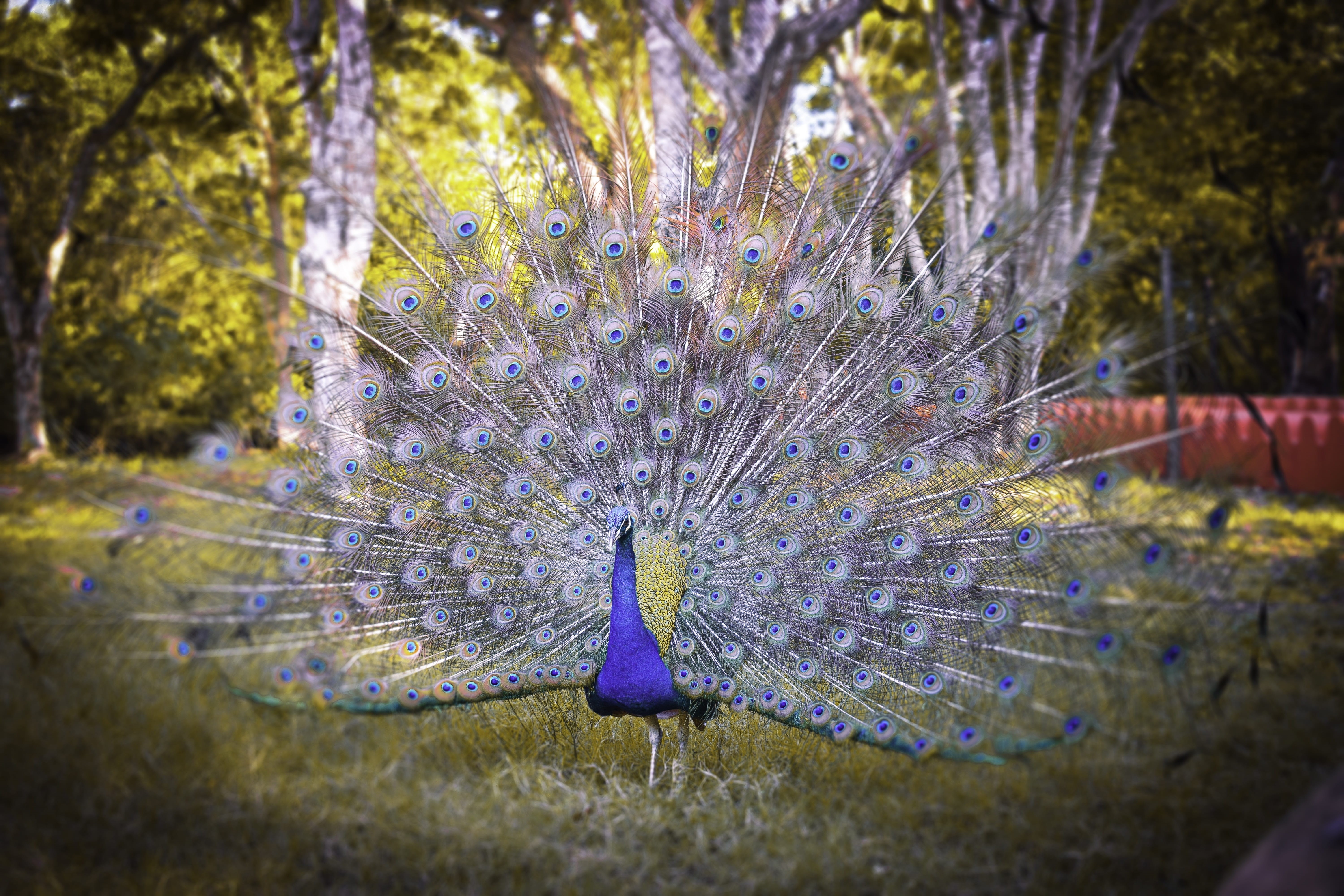vertebrate, 5K, animal, animal wildlife, animals in the wild, outdoors, day, nature, plant, bird, feather, peacock feather, no people, one animal, peacock, HD Wallpaper