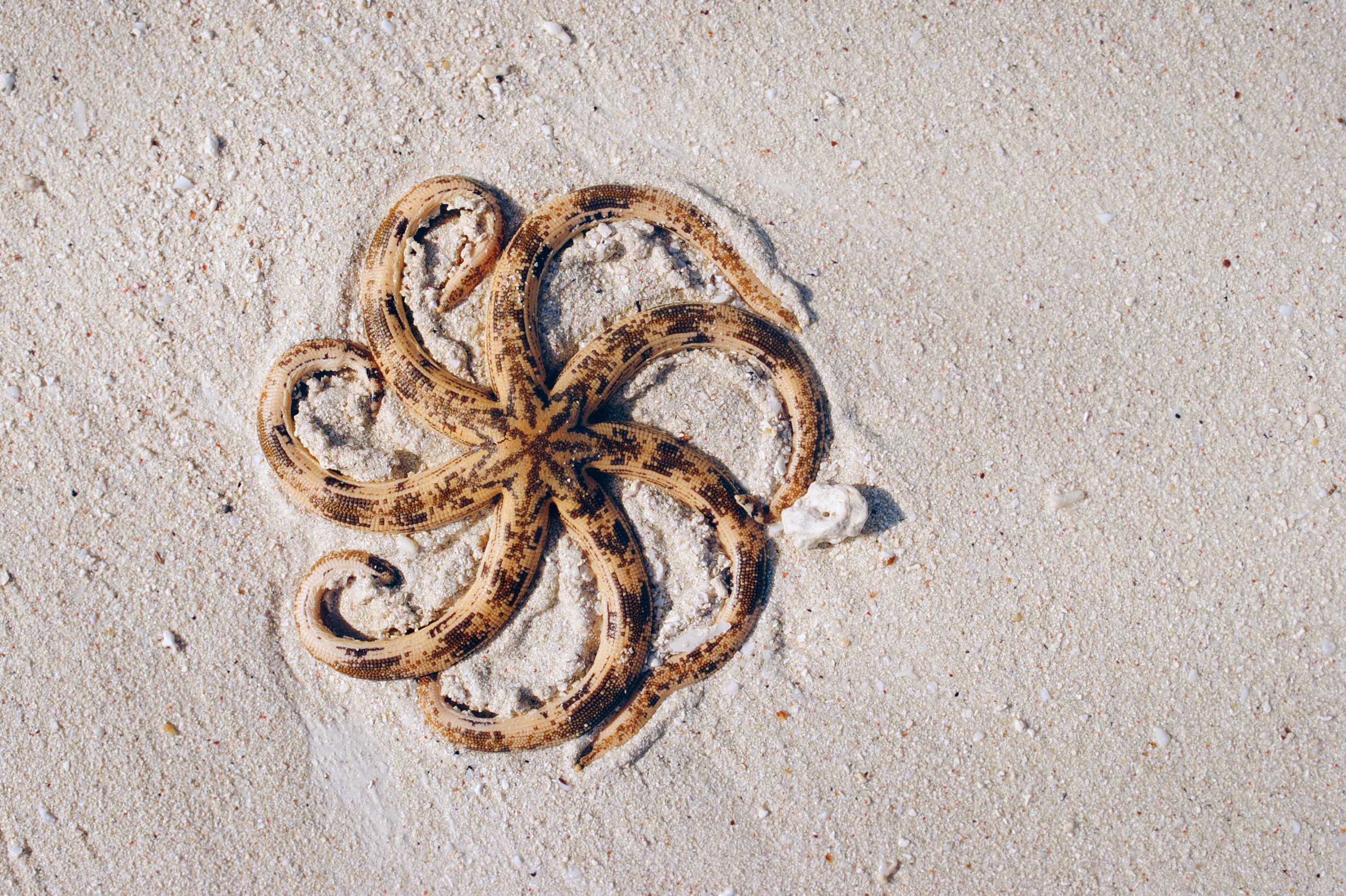 food, fish, no people, still life, close-up, starfish, sand, 2K, tangled, single object, photography, gray, black, nature, animal, aerial, indoors, high angle view, HD Wallpaper