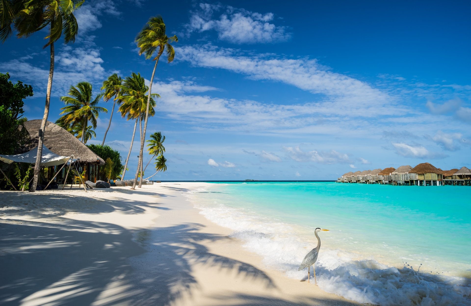 Resort, no people, Constance Halaveli Resort, horizon over water, outdoors, tropical climate, sunlight, tree, nature, land, Beach, Sea, coconut palm tree, HD Wallpaper
